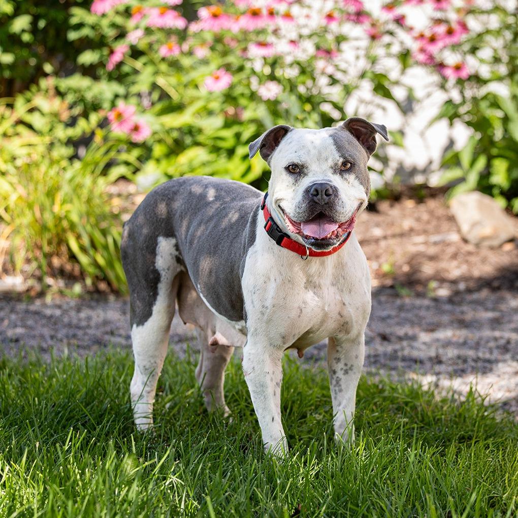 Lola, a Adoptable mixed breed in Council Bluffs, IA image 1/5