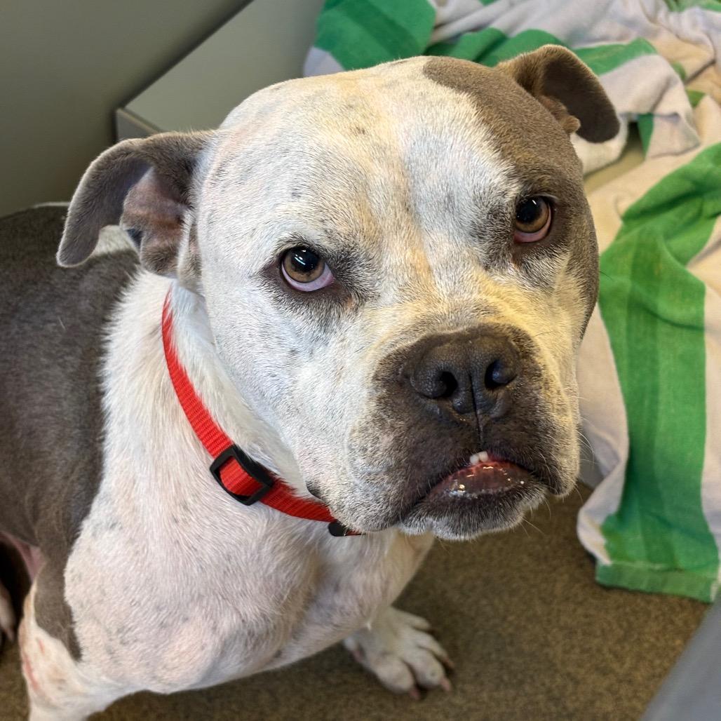 Lola, a Adoptable mixed breed in Council Bluffs, IA image 2/5