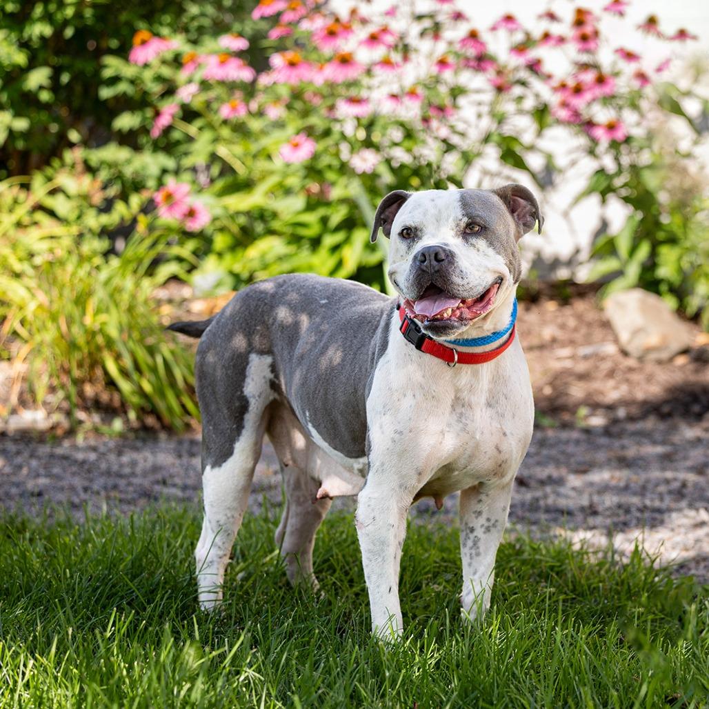 Lola, a Adoptable mixed breed in Council Bluffs, IA image 3/5