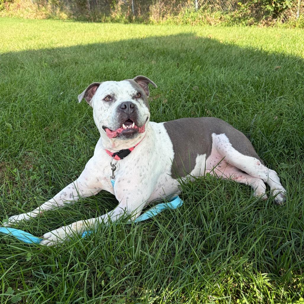 Lola, a Adoptable mixed breed in Council Bluffs, IA image 4/5