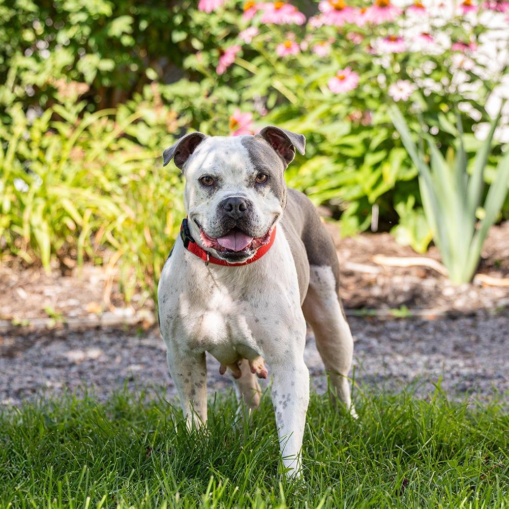 Lola, a Adoptable mixed breed in Council Bluffs, IA image 5/5