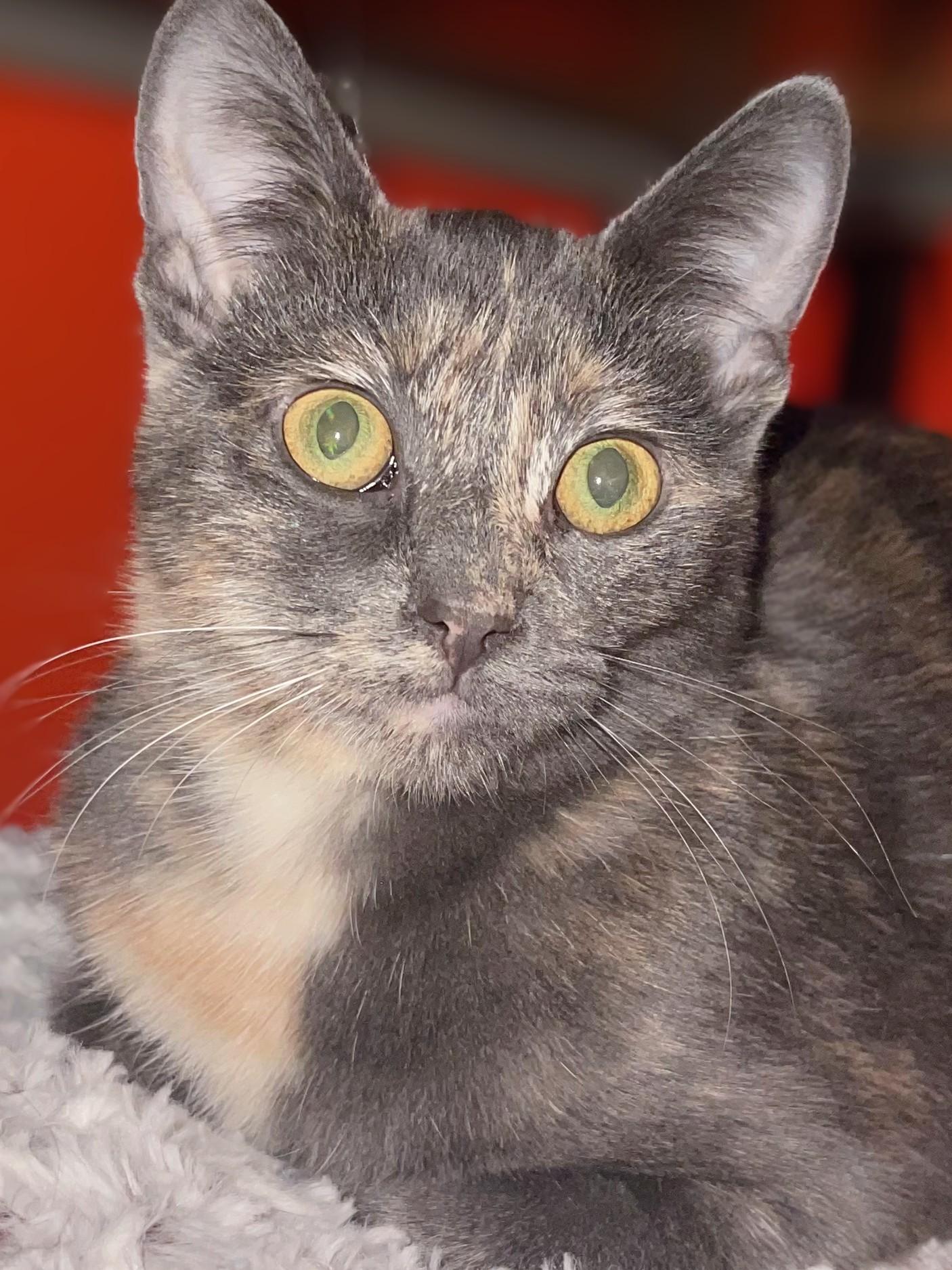 Enlarge Willow, a Adoptable Domestic Short Hair in Johnsburg, IL image 1/2