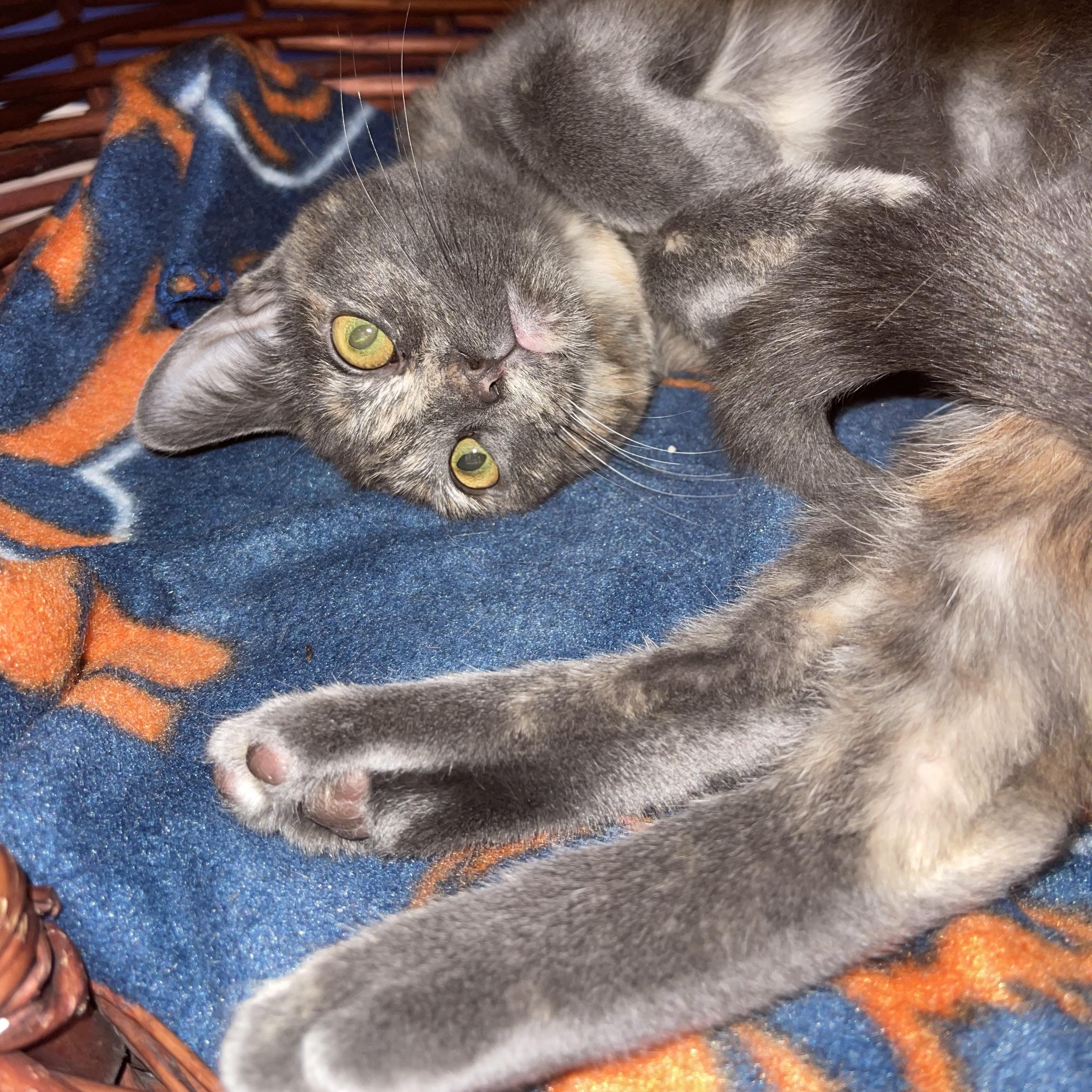 Enlarge Willow, a Adoptable Domestic Short Hair in Johnsburg, IL image 2/2
