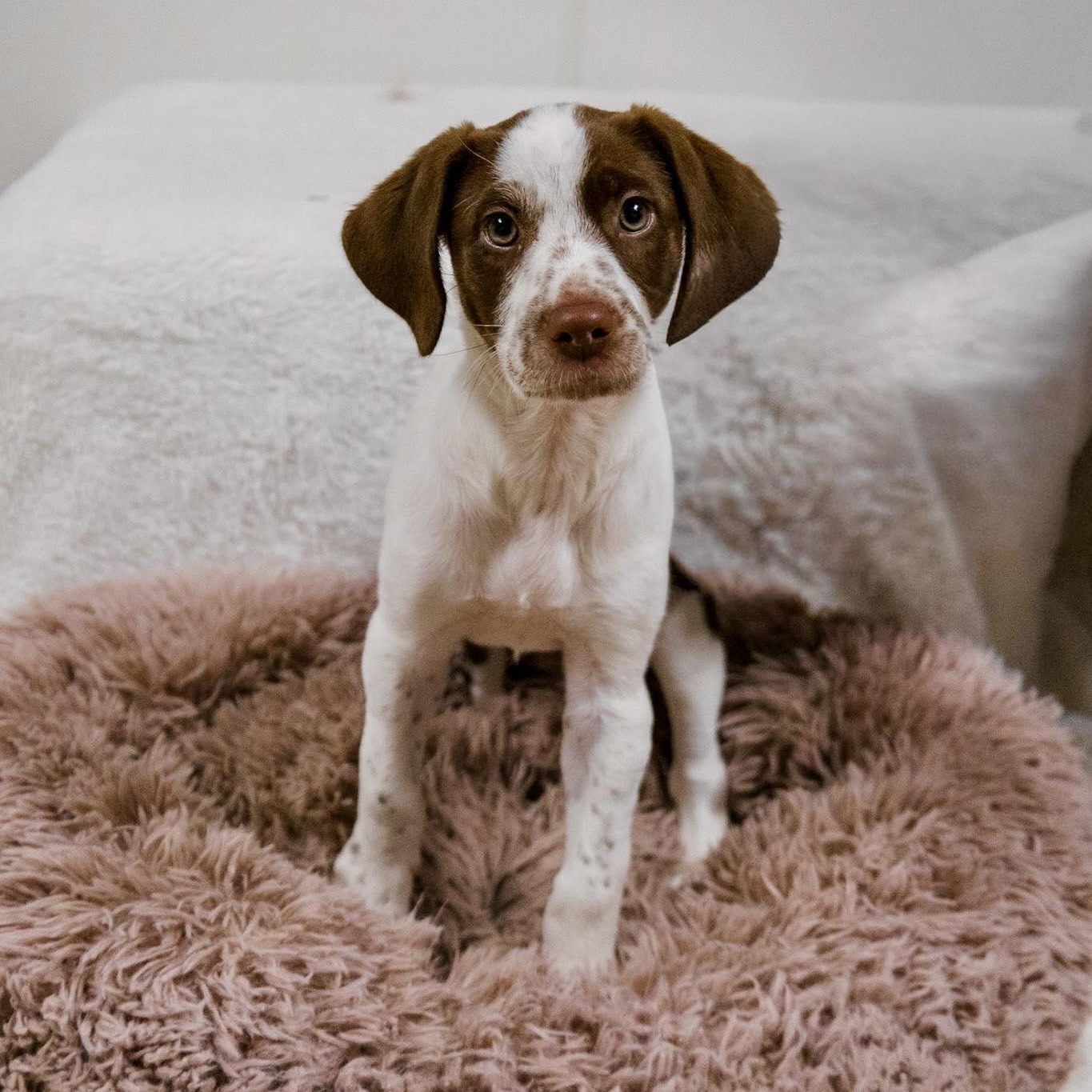 Enlarge Freckles, an adopted Dalmatian in Valparaiso, IN image 1/1