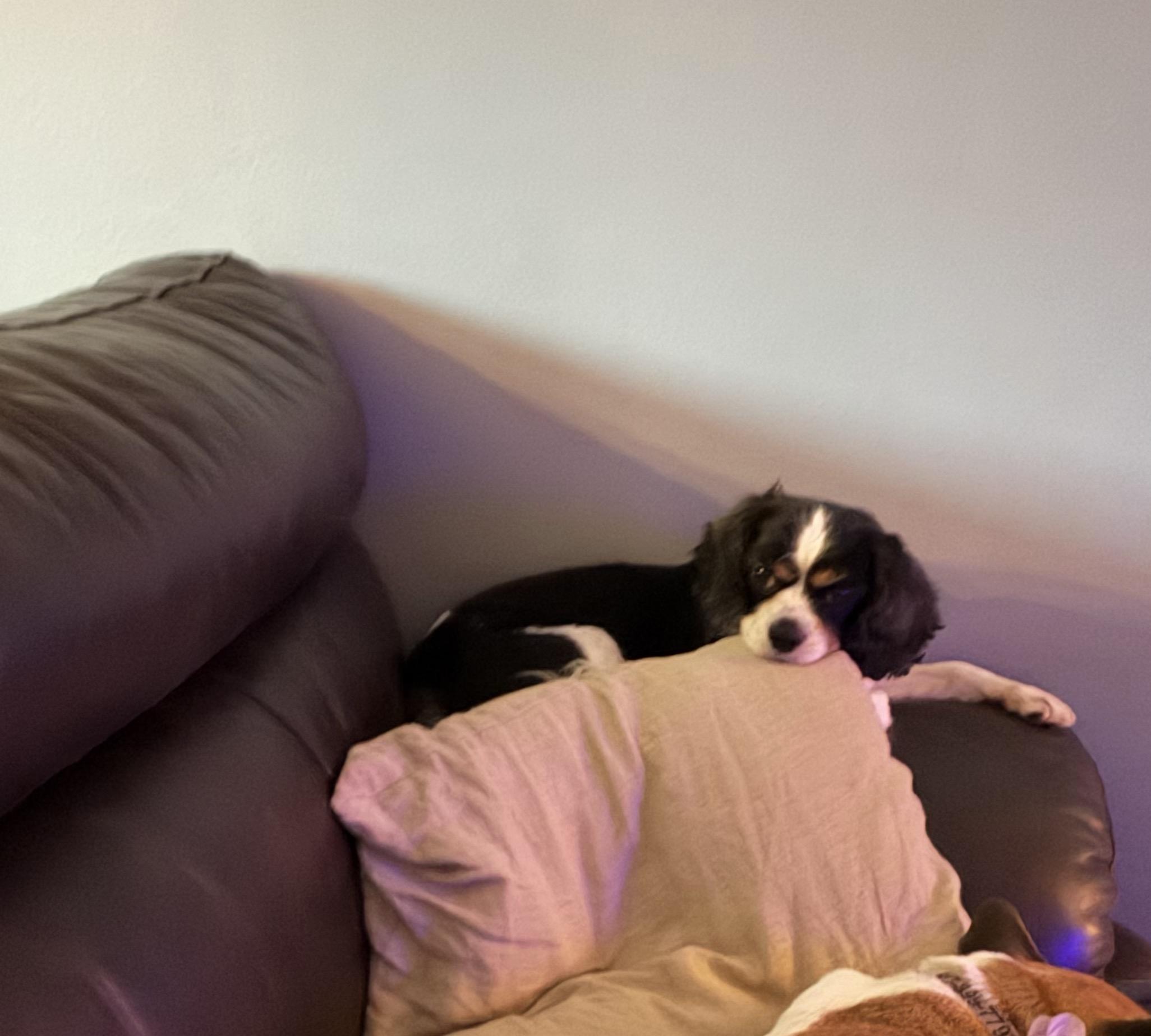 Savannah, an adopted Cavalier King Charles Spaniel in East Lansing, MI image 2/3
