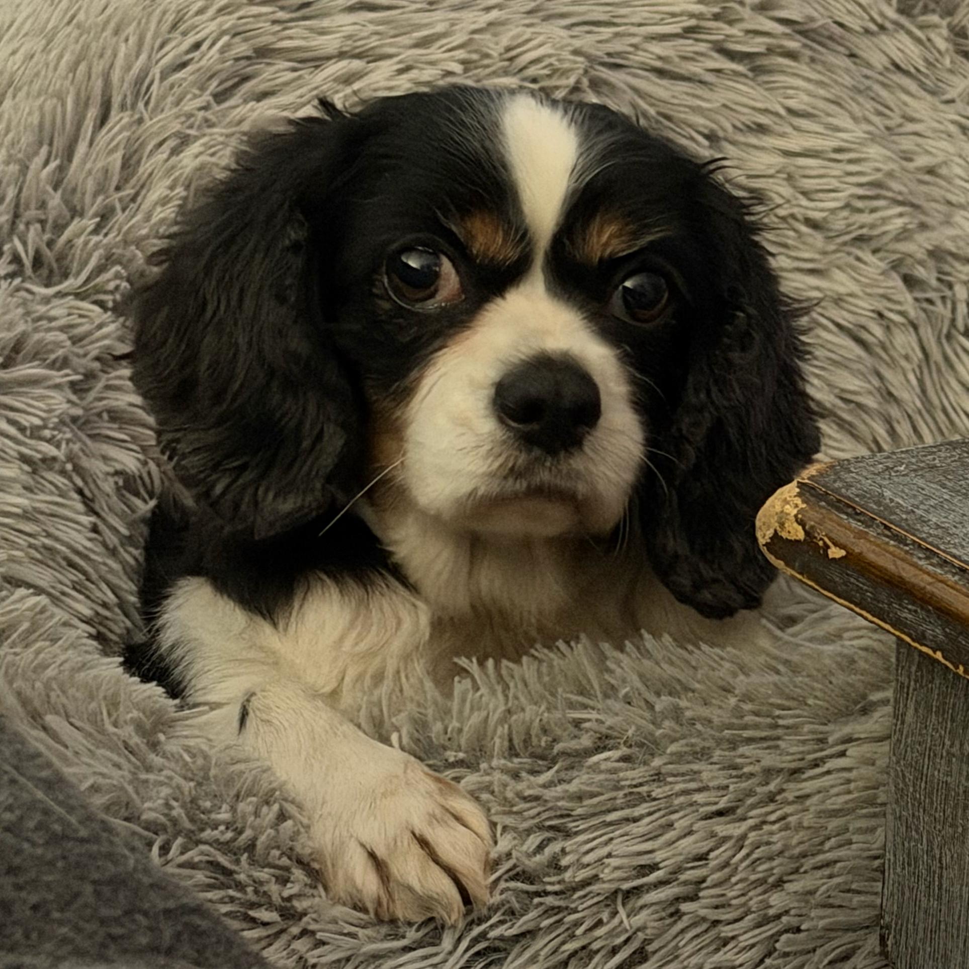 Savannah, adopted, Senior Female Cavalier King Charles Spaniel.