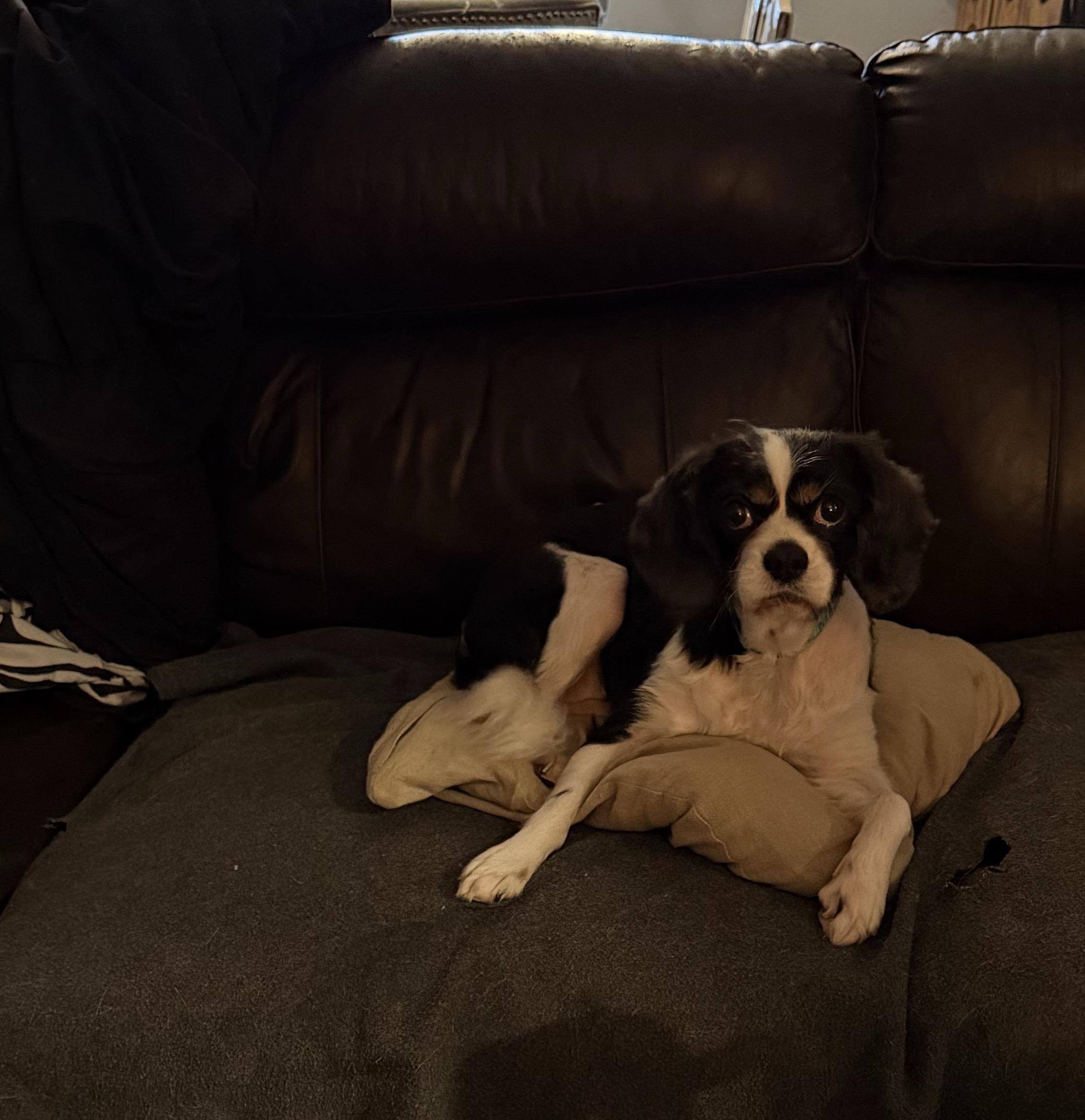 Savannah, an adopted Cavalier King Charles Spaniel in East Lansing, MI image 3/3