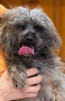 Enlarge Grease Lightning, a Adopted Terrier in Raleigh, NC image 1/2