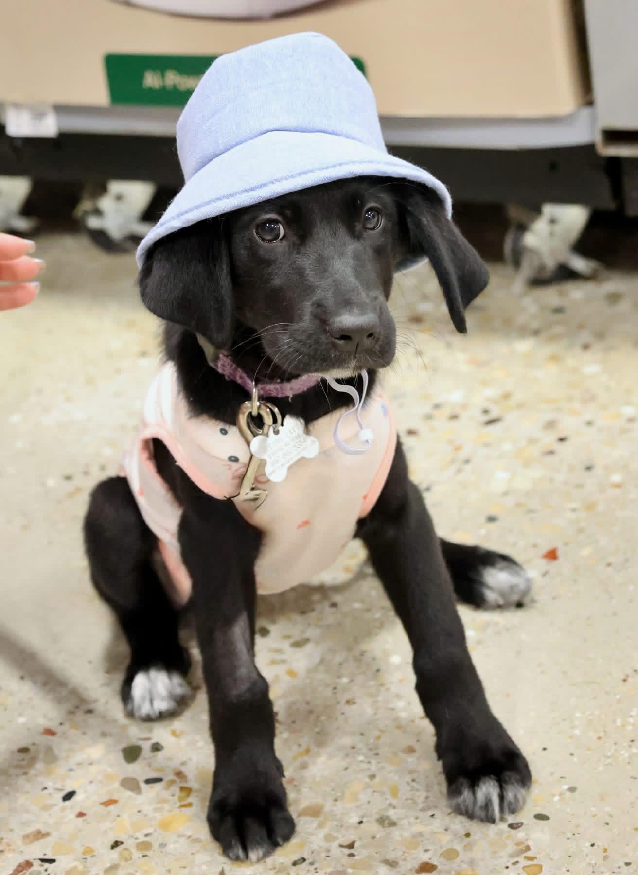 Amaya, an adoptable mixed breed in Palatine, IL image 6/6
