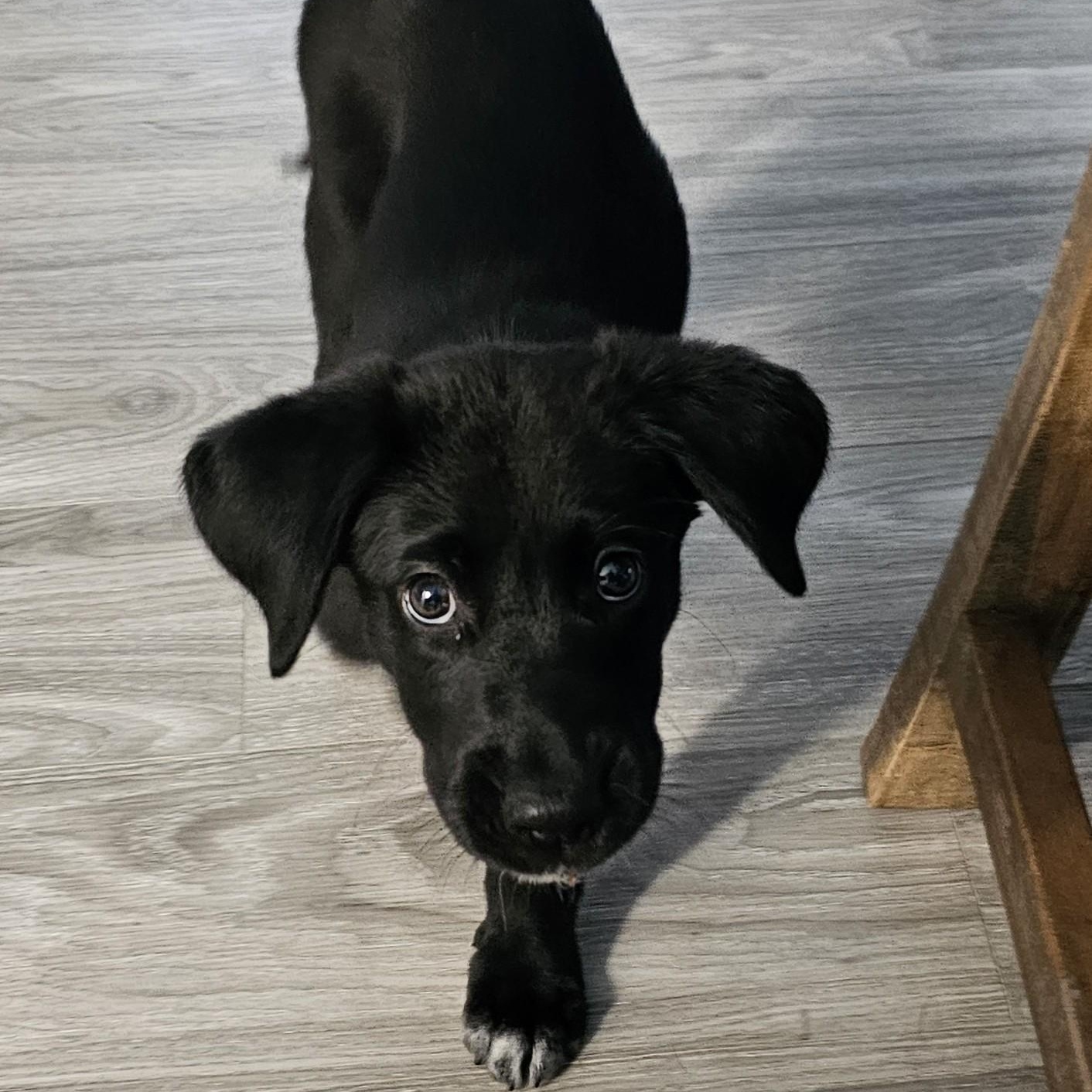 Amaya, an adoptable mixed breed in Palatine, IL image 5/6