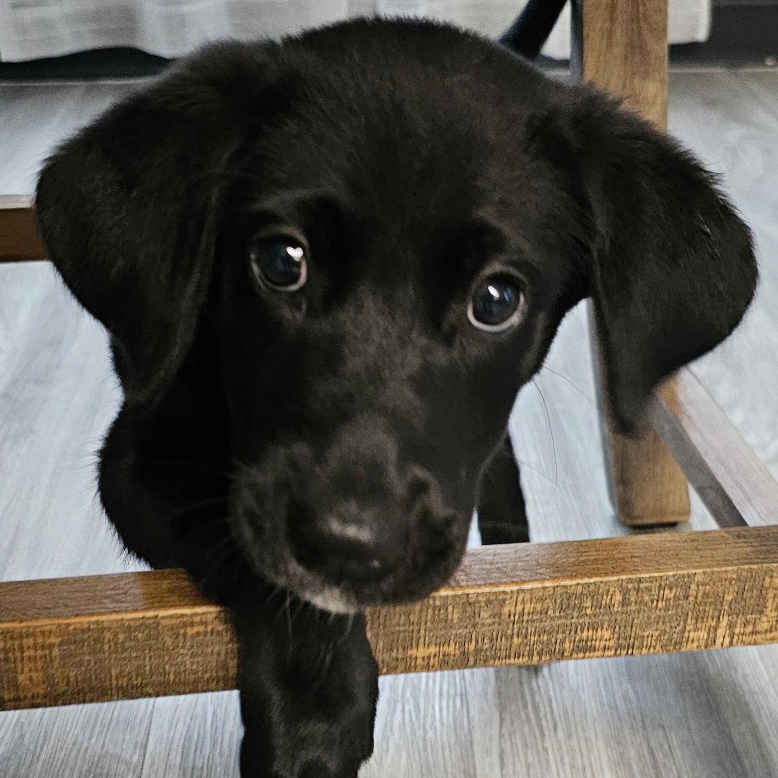 Amaya, an adoptable mixed breed in Palatine, IL image 2/6