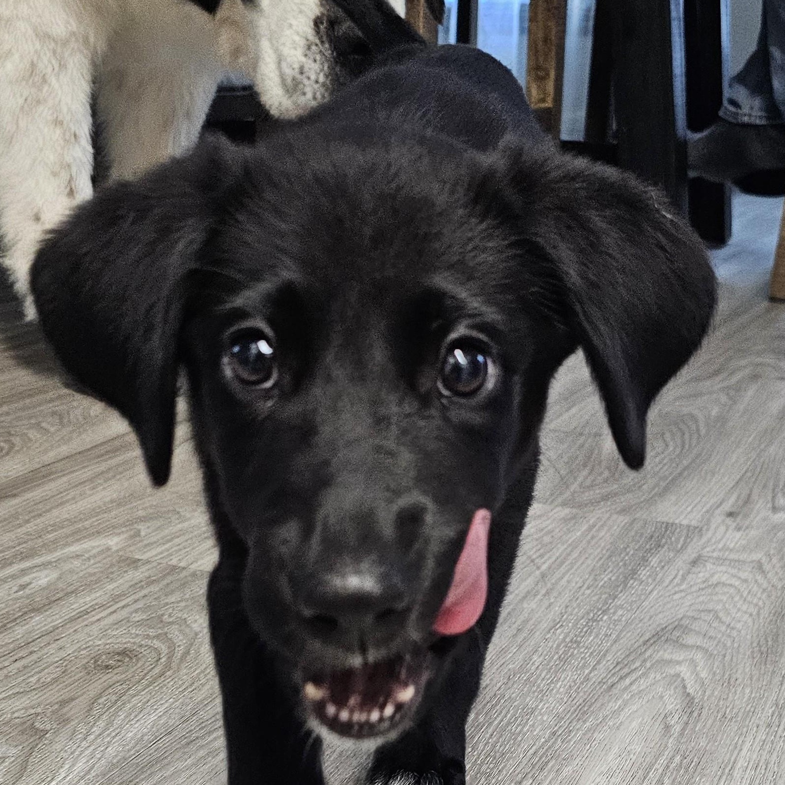 Amaya, an adoptable mixed breed in Palatine, IL image 4/6