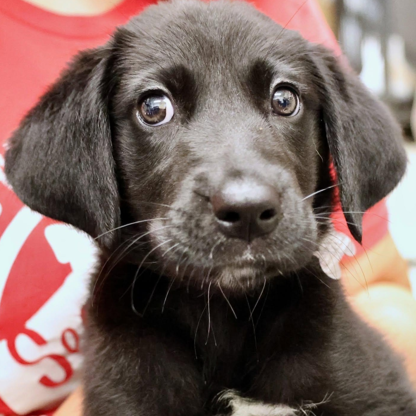 Amaya, adoptable, Puppy Female Retriever & Mixed Breed.