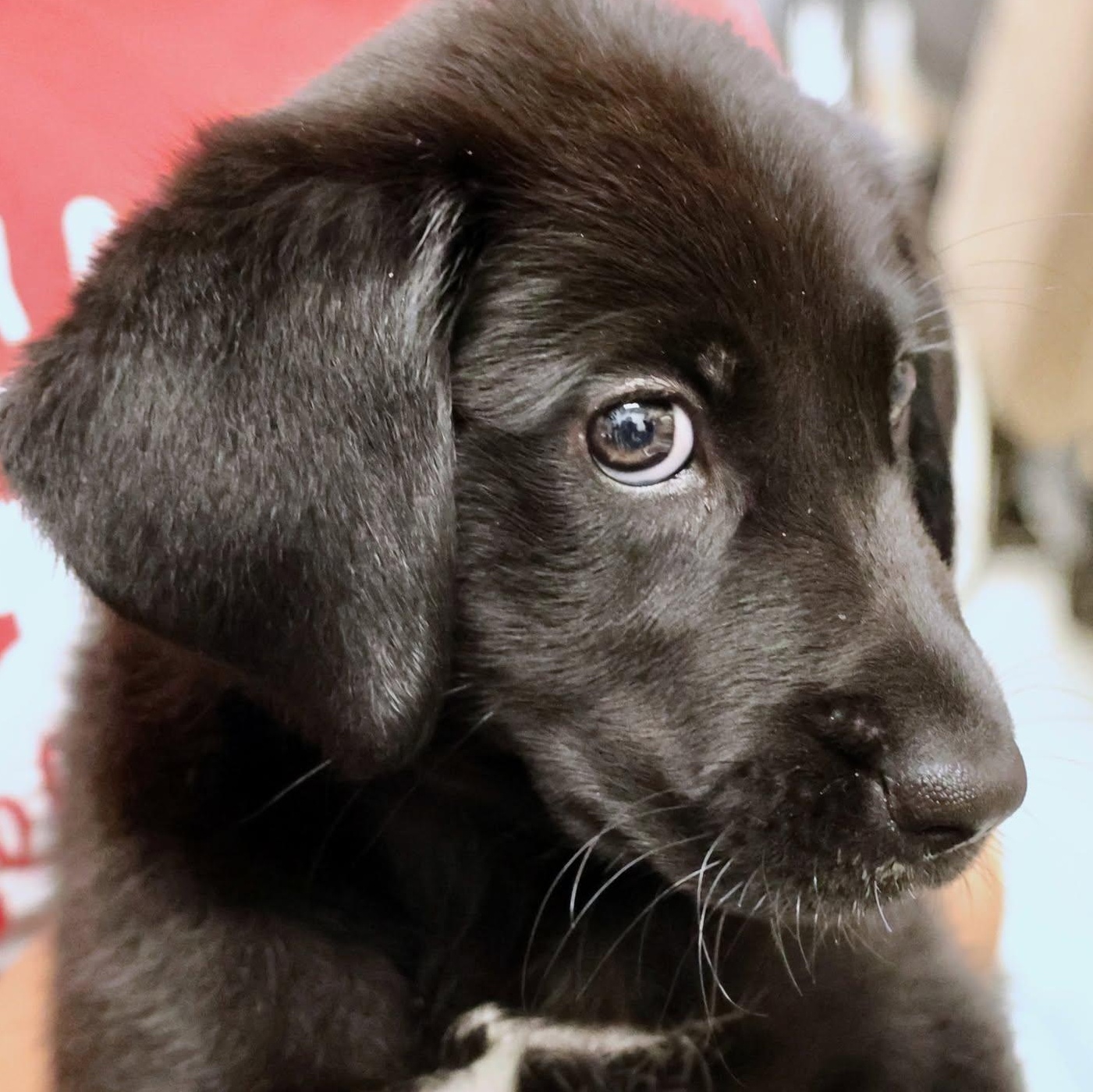 Amaya, an adoptable mixed breed in Palatine, IL image 3/6
