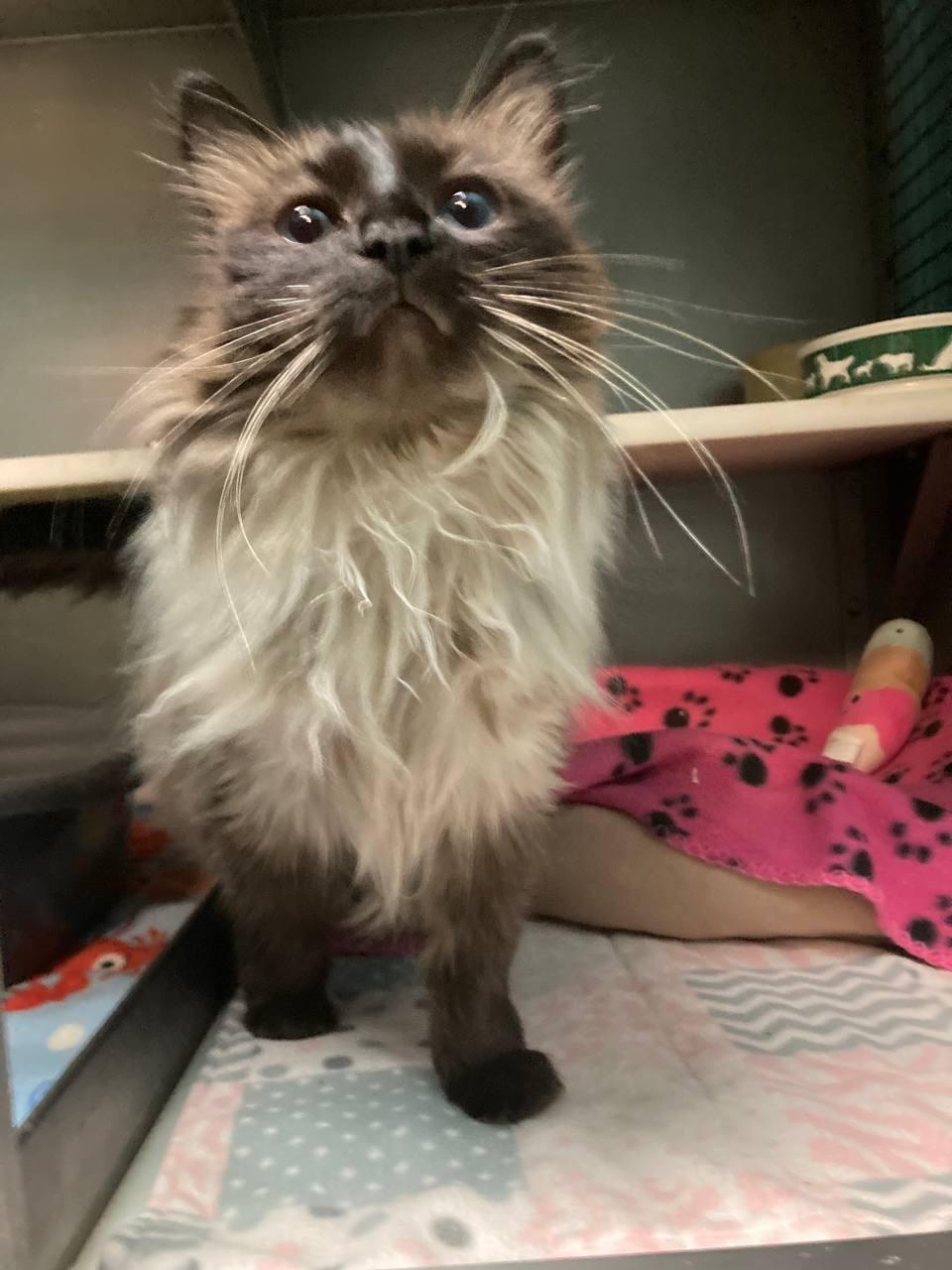 Enlarge Suki, an adopted Balinese in Cincinnati, OH image 2/2