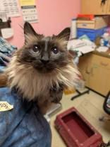 Enlarge Suki, an adopted Balinese in Cincinnati, OH image 1/2