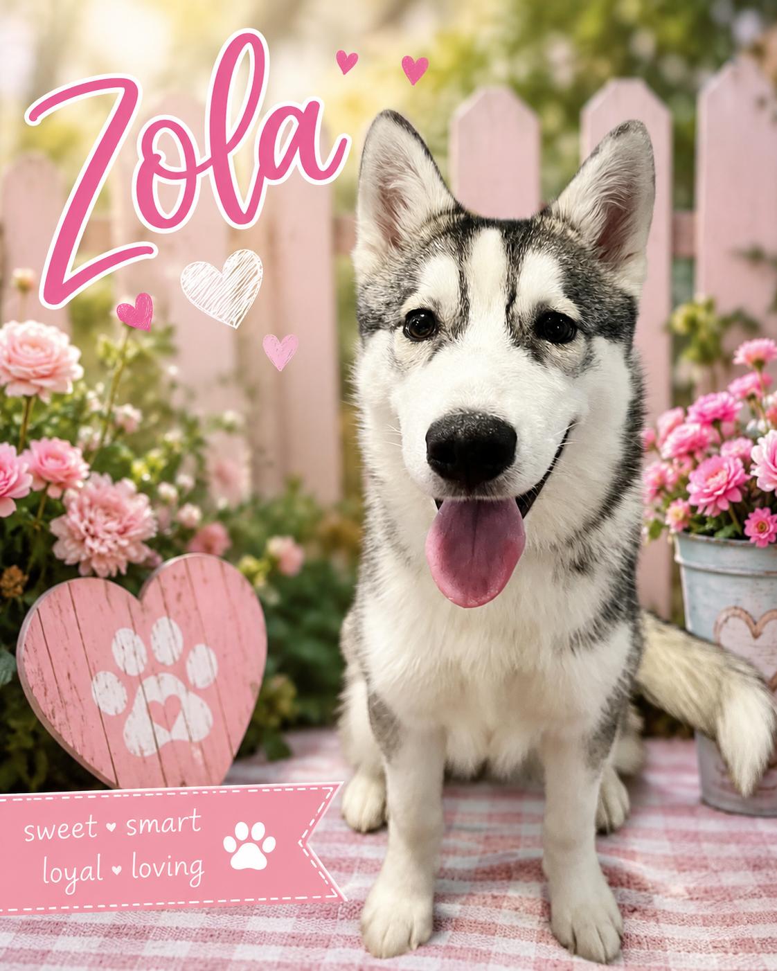 Zola, ADOPTABLE, Puppy Female Siberian Husky.