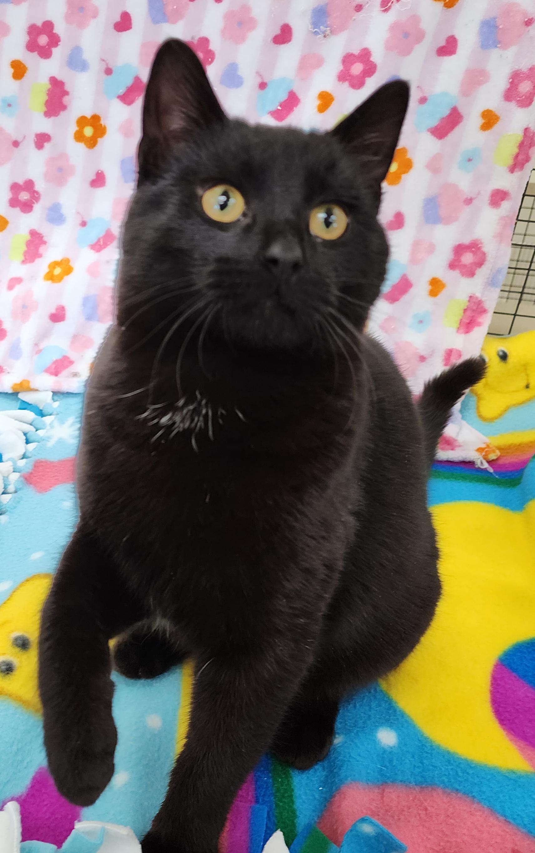 Enlarge Homer, an adopted Domestic Short Hair in Neillsville, WI image 4/6