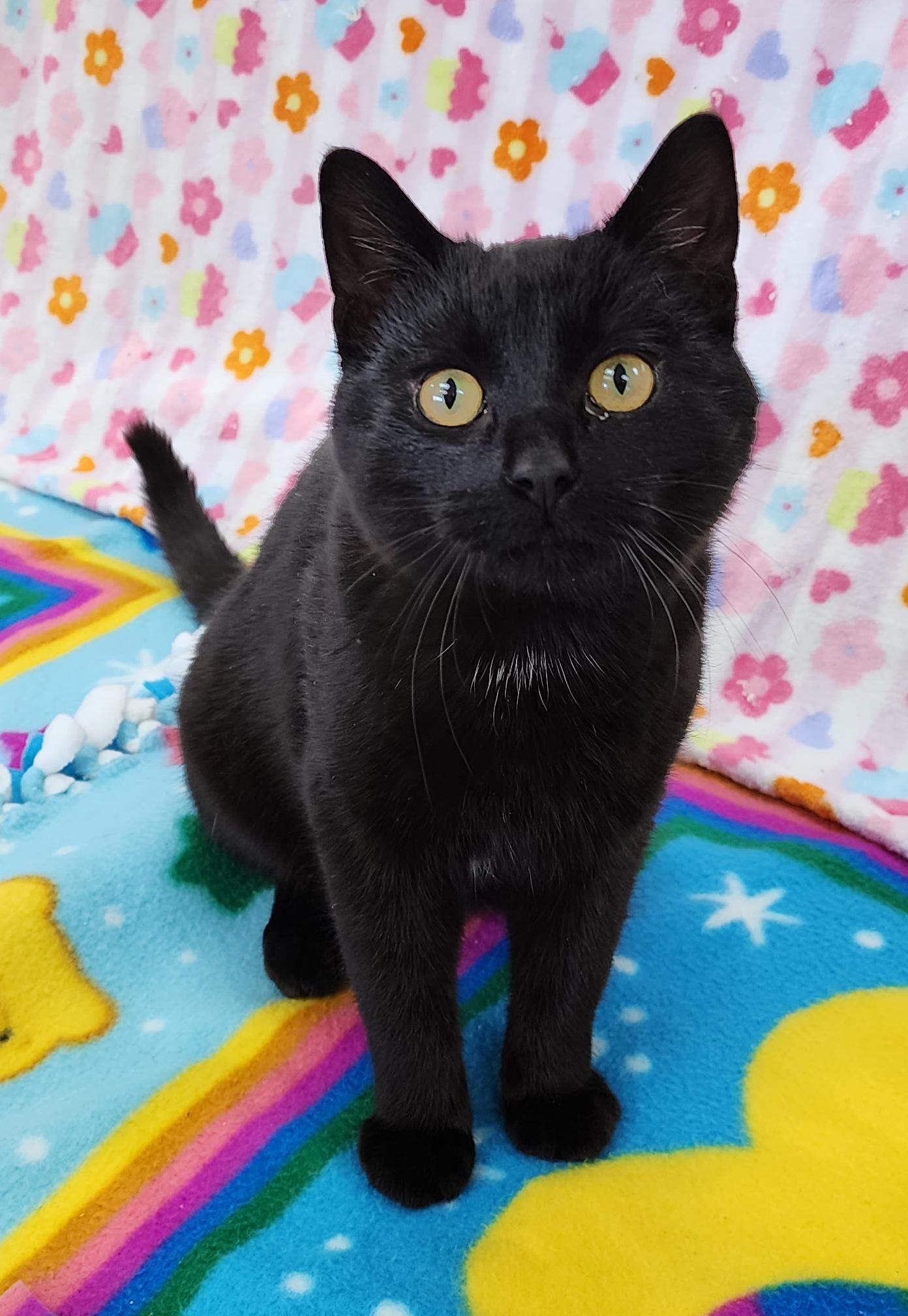 Enlarge Homer, an adopted Domestic Short Hair in Neillsville, WI image 2/6