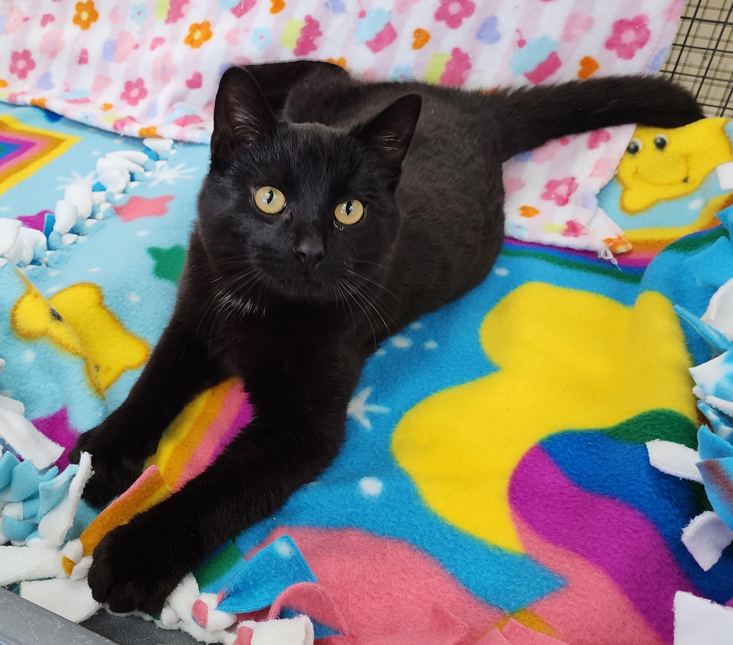 Enlarge Homer, an adopted Domestic Short Hair in Neillsville, WI image 3/6