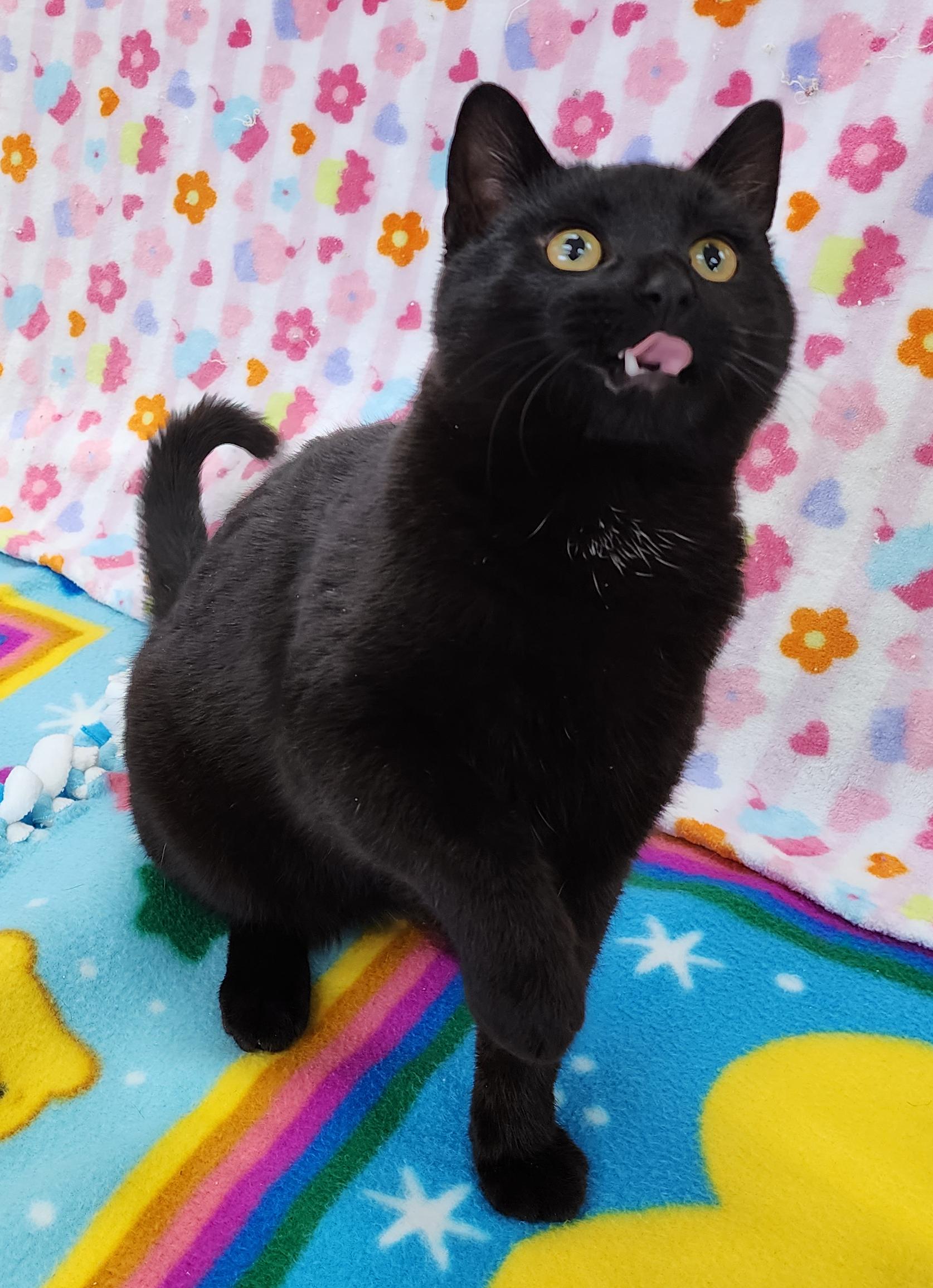 Enlarge Homer, an adopted Domestic Short Hair in Neillsville, WI image 6/6