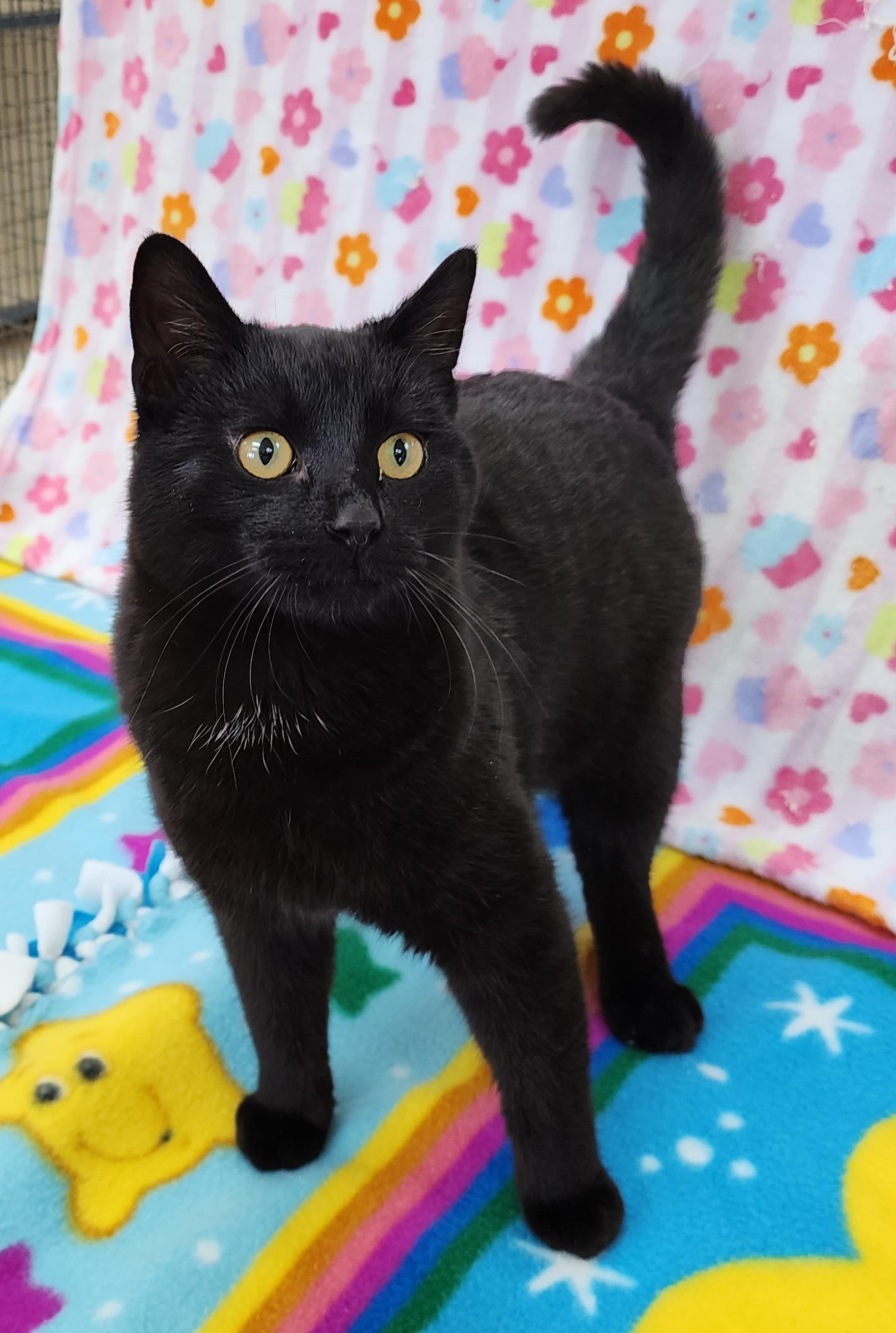 Enlarge Homer, an adopted Domestic Short Hair in Neillsville, WI image 5/6