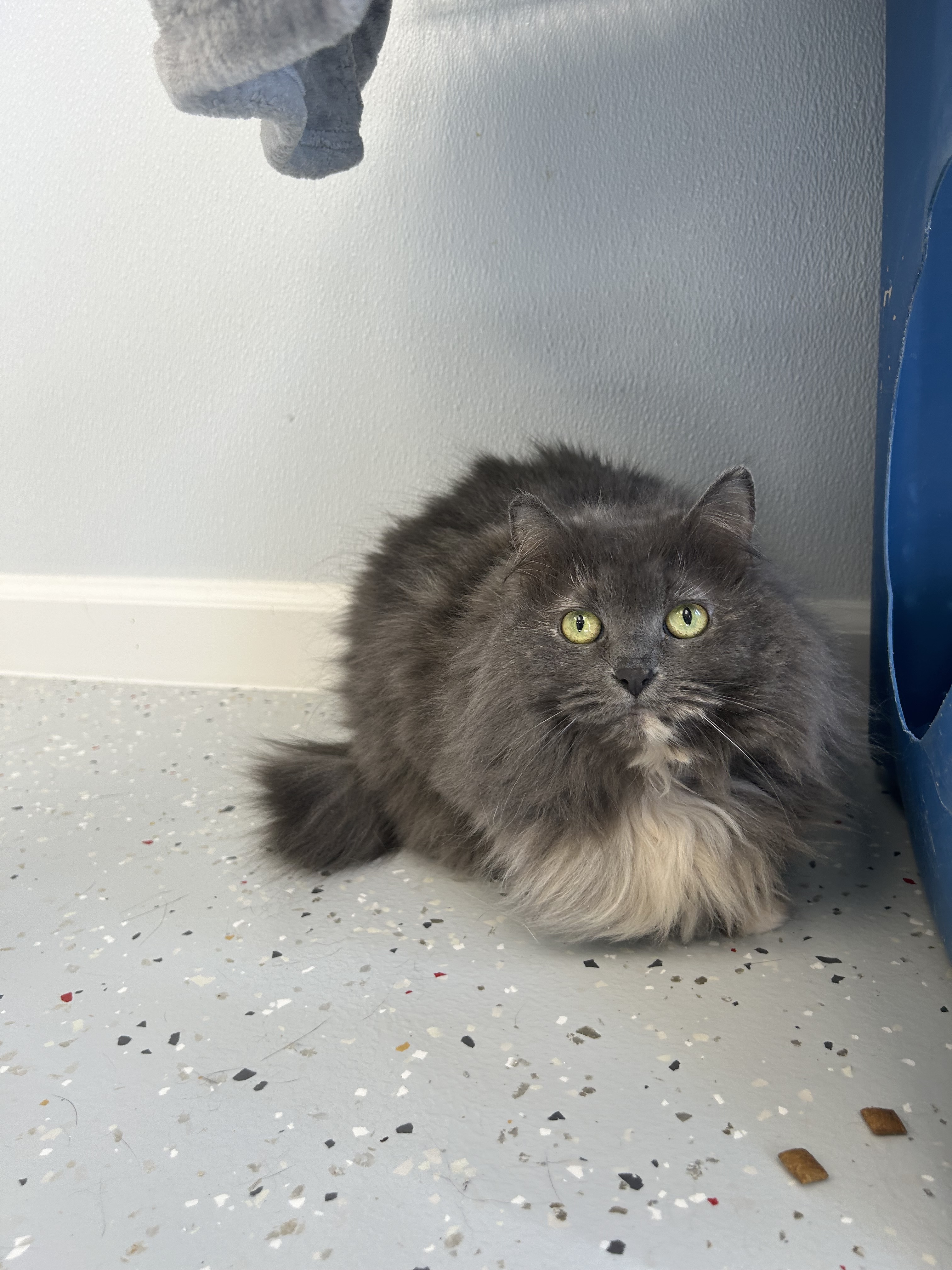 Enlarge Karmen, a Adoptable Domestic Long Hair in Lansing, MI image 1/4