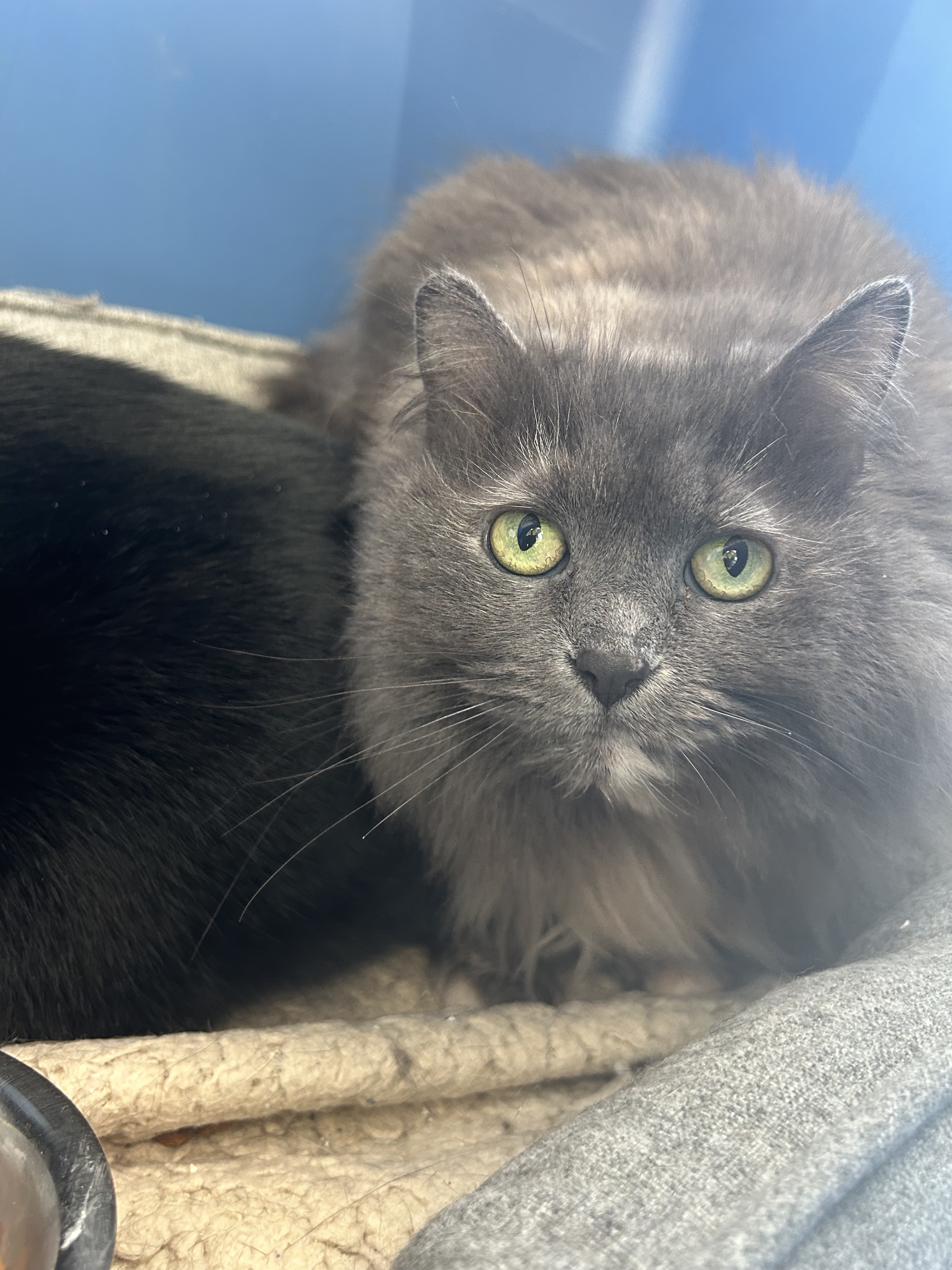 Enlarge Karmen, a Adoptable Domestic Long Hair in Lansing, MI image 2/4