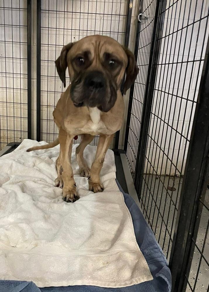 Enlarge Bruno Mars, a Adoptable mixed breed in Clinton Township, MI image 3/6