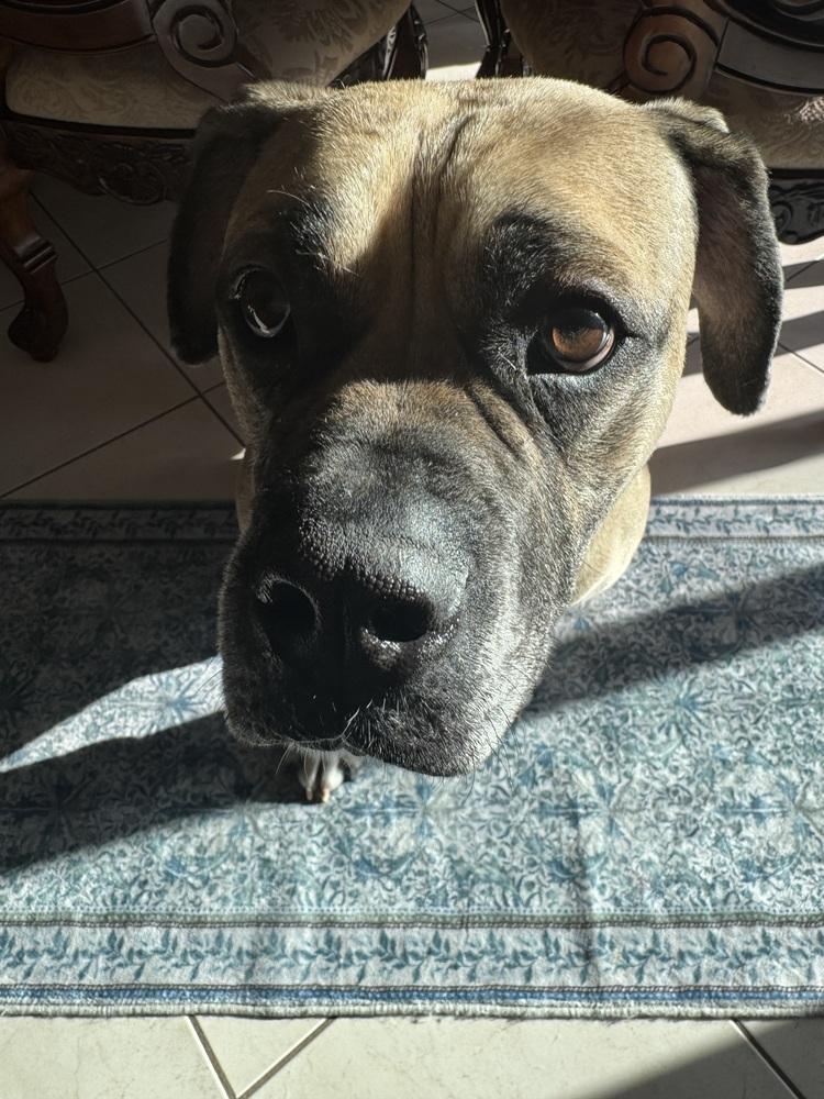 Enlarge Bruno Mars, a Adoptable mixed breed in Clinton Township, MI image 4/6