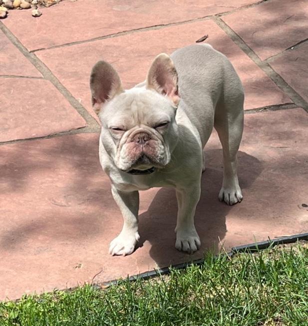 Benny, ADOPTABLE, Young Male French Bulldog.