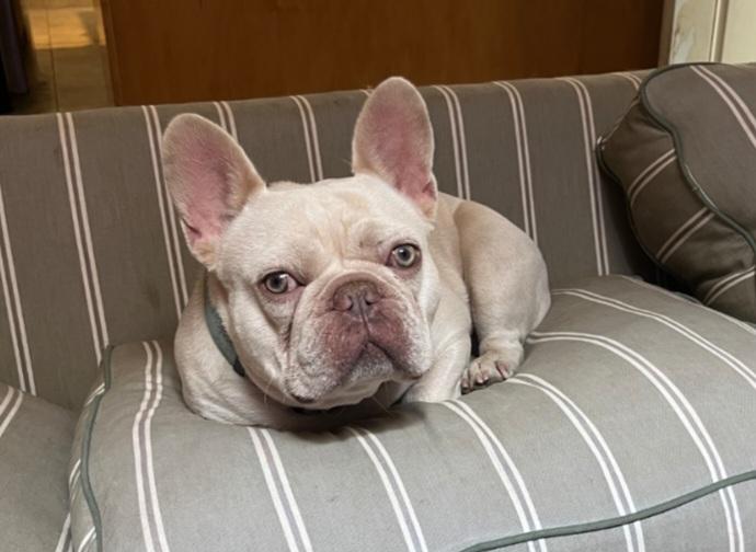 Enlarge Benny, a ADOPTABLE French Bulldog in Thornton, CO image 3/5