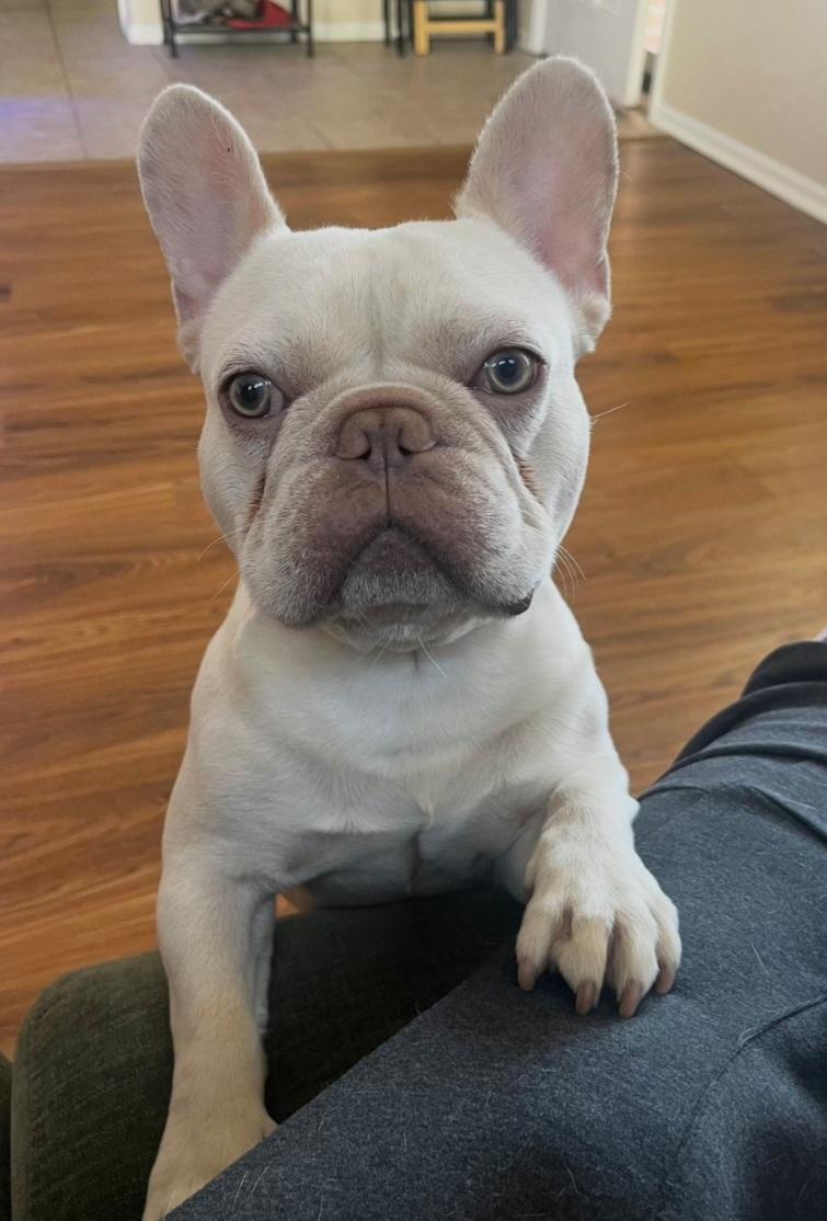 Enlarge Benny, a ADOPTABLE French Bulldog in Thornton, CO image 5/5
