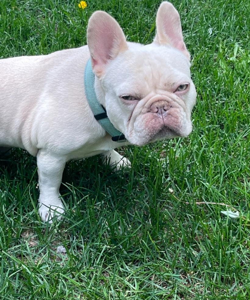 Enlarge Benny, a ADOPTABLE French Bulldog in Thornton, CO image 2/5