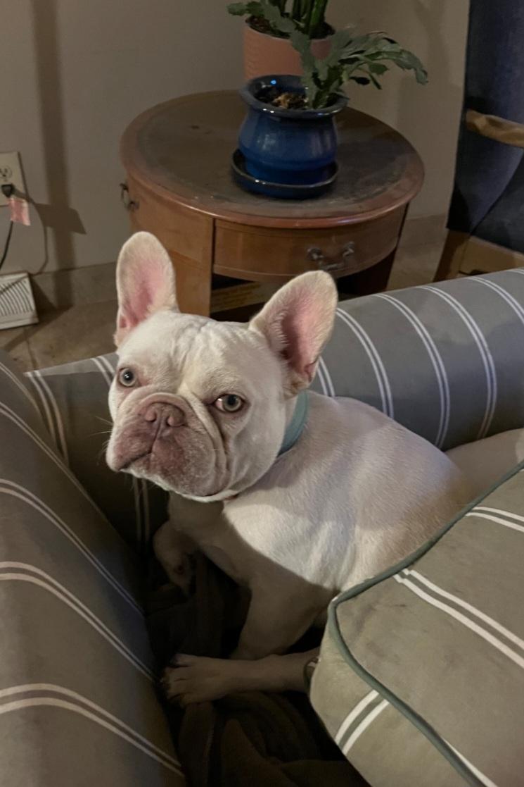 Enlarge Benny, a ADOPTABLE French Bulldog in Thornton, CO image 4/5