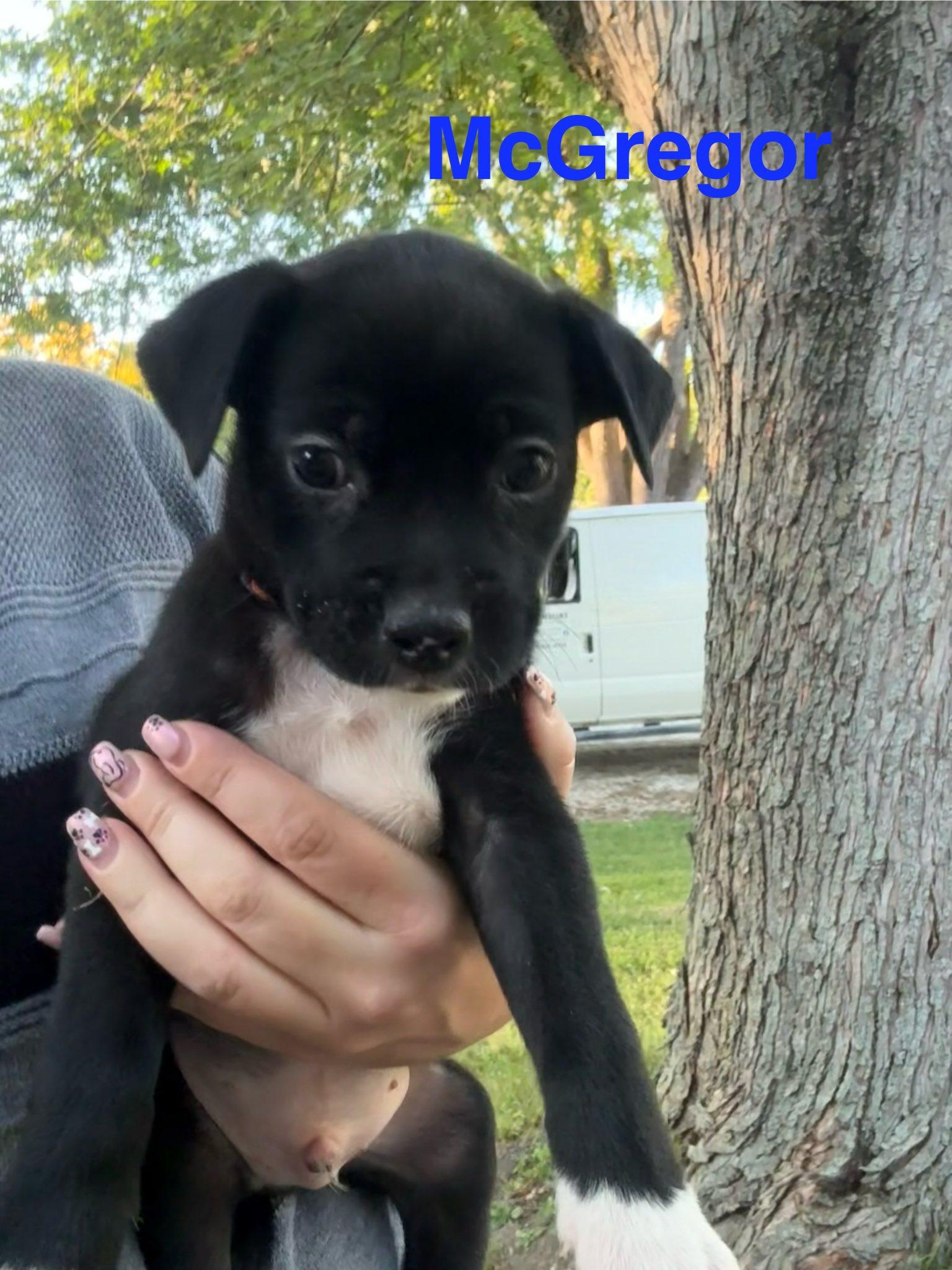 McGreggor, Adoptable, Puppy Male Mixed Breed.