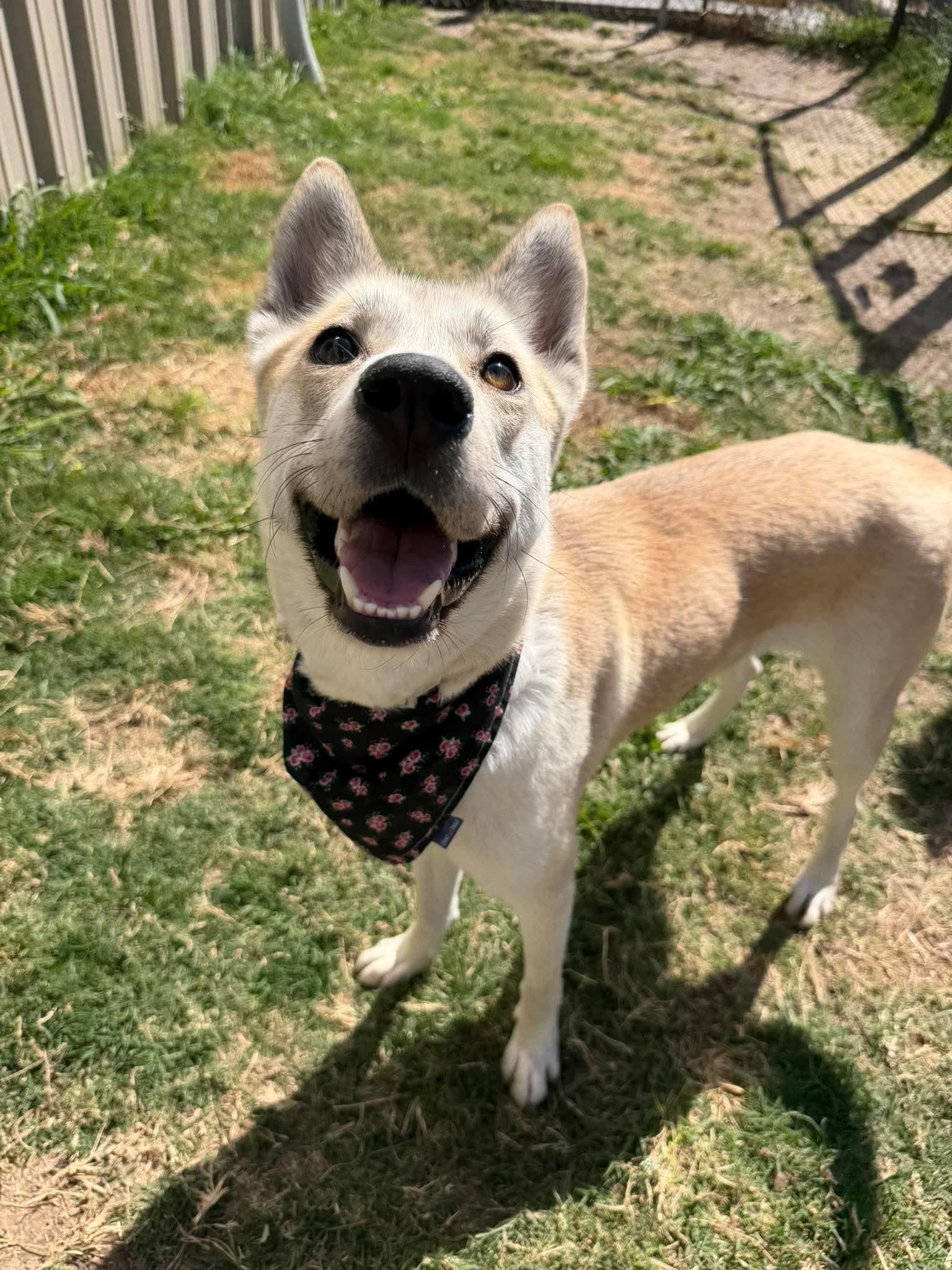 Cinnamon, adopted, Young Female Husky.