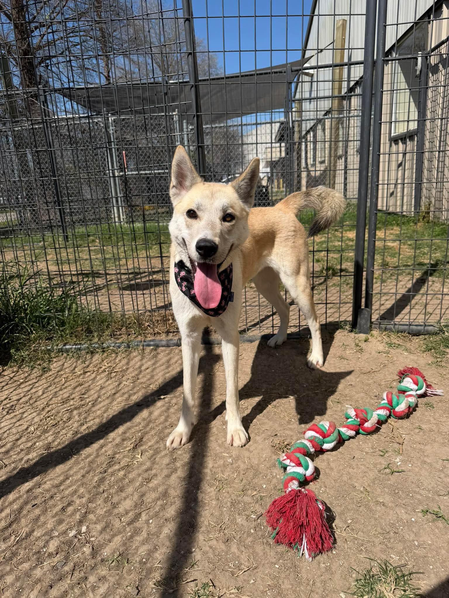 Enlarge Cinnamon, an adopted mixed breed in Steamboat Springs, CO image 3/3