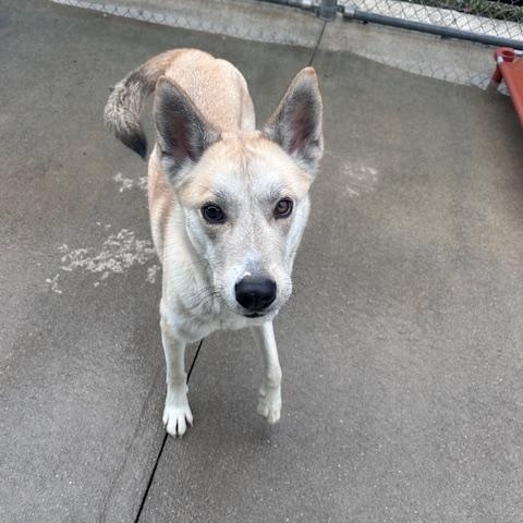 Enlarge Cinnamon, an adopted mixed breed in Steamboat Springs, CO image 2/3