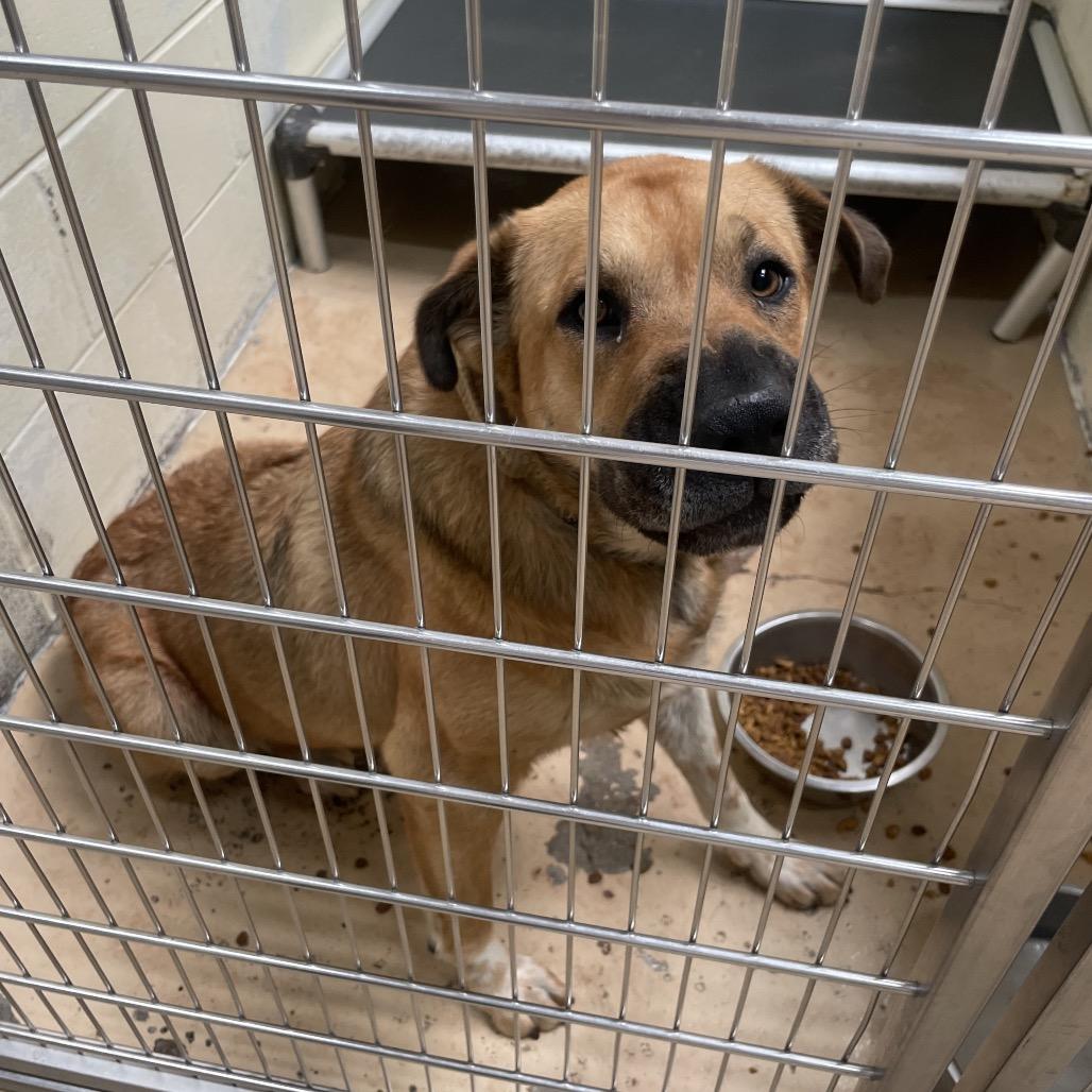 TUSC-Stray-84450, Adoptable, Adult Female Shar-Pei & Mixed Breed.