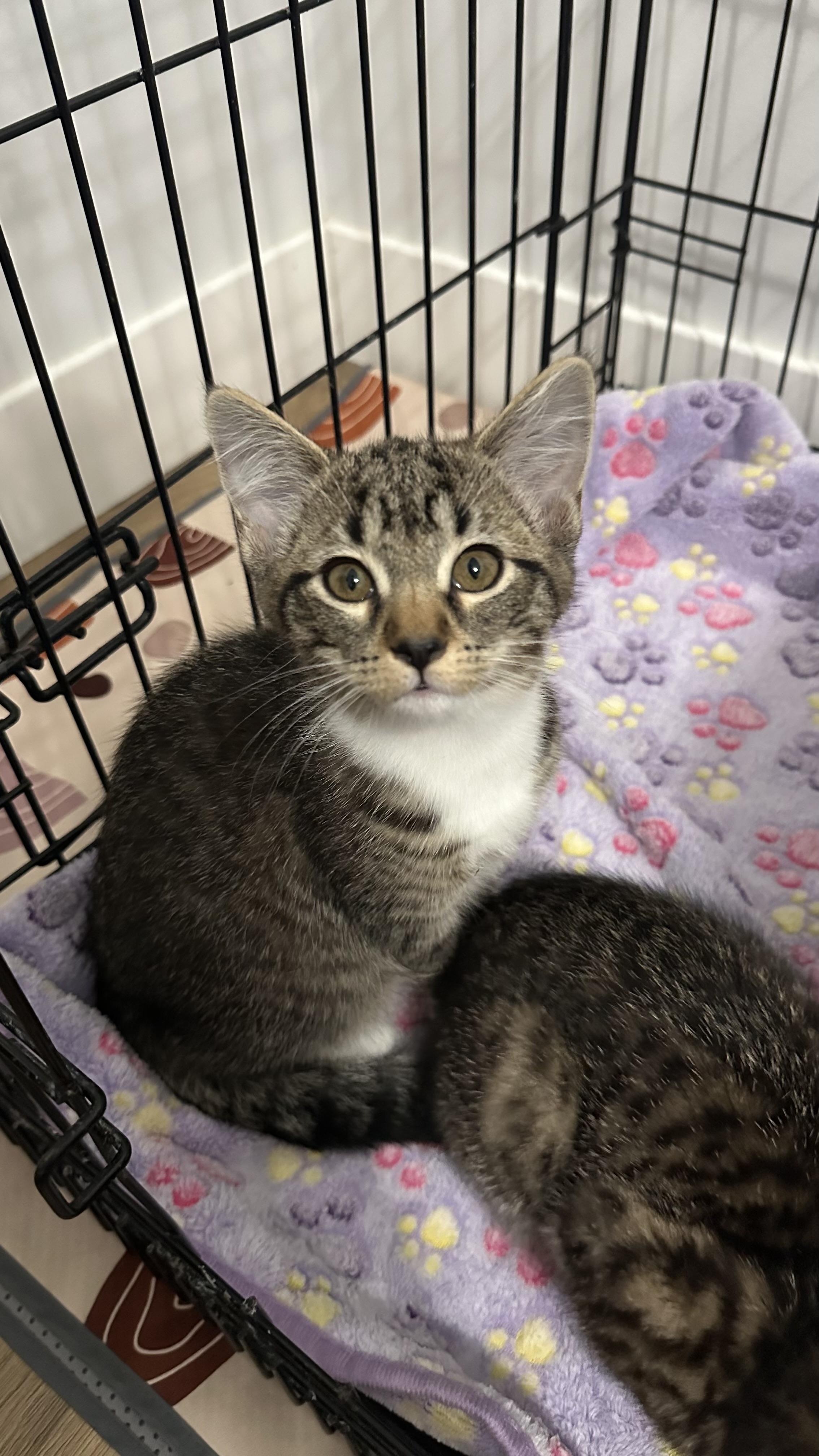 Honey, a Adoptable mixed breed in Crystal Lake, IL image 1/4