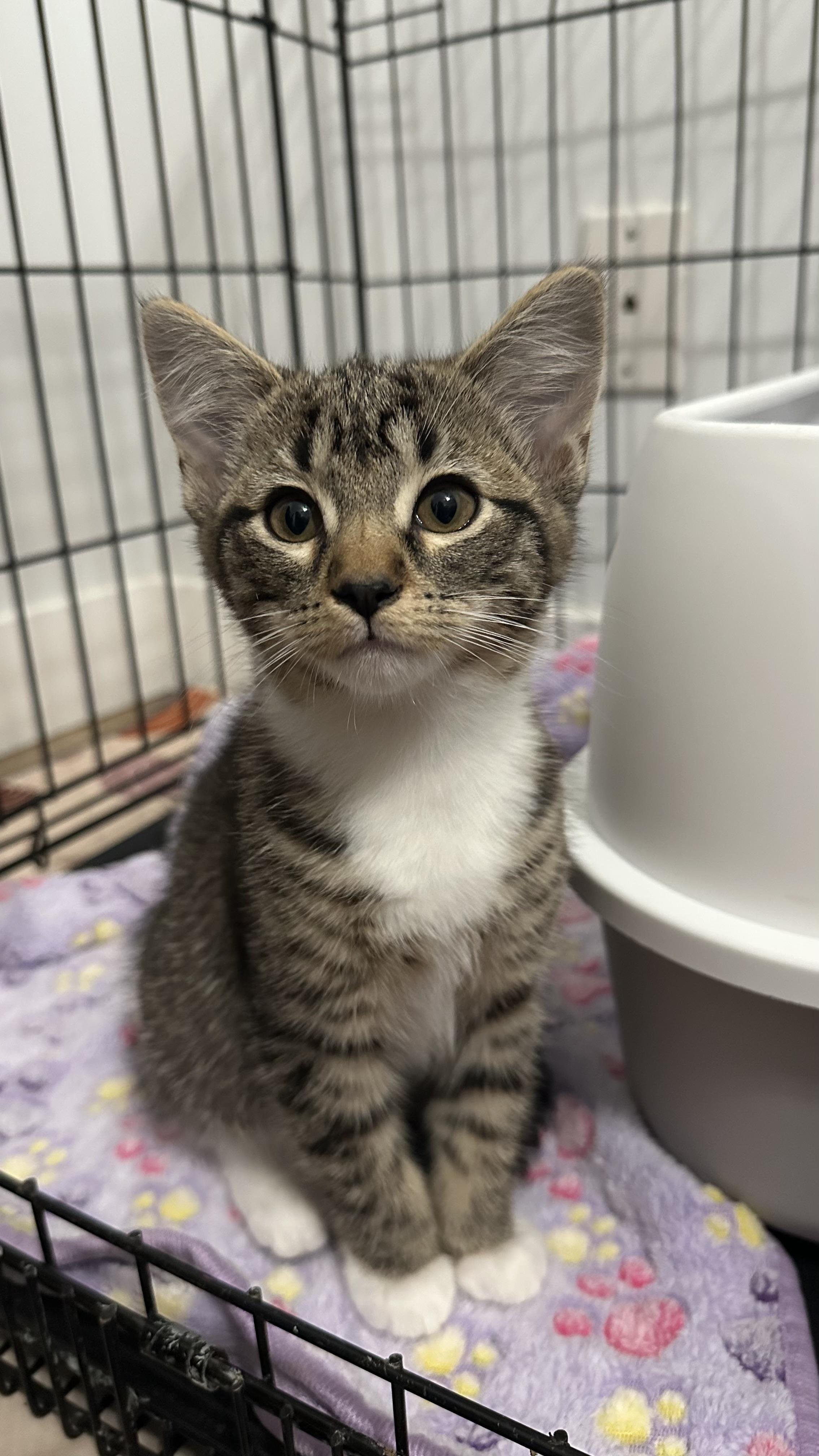 Honey, a Adoptable mixed breed in Crystal Lake, IL image 4/4
