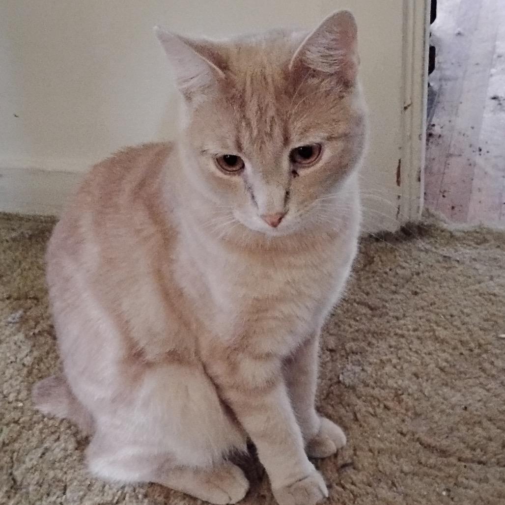 Enlarge Jinx, a Adoptable mixed breed in Rochester, MN image 1/1