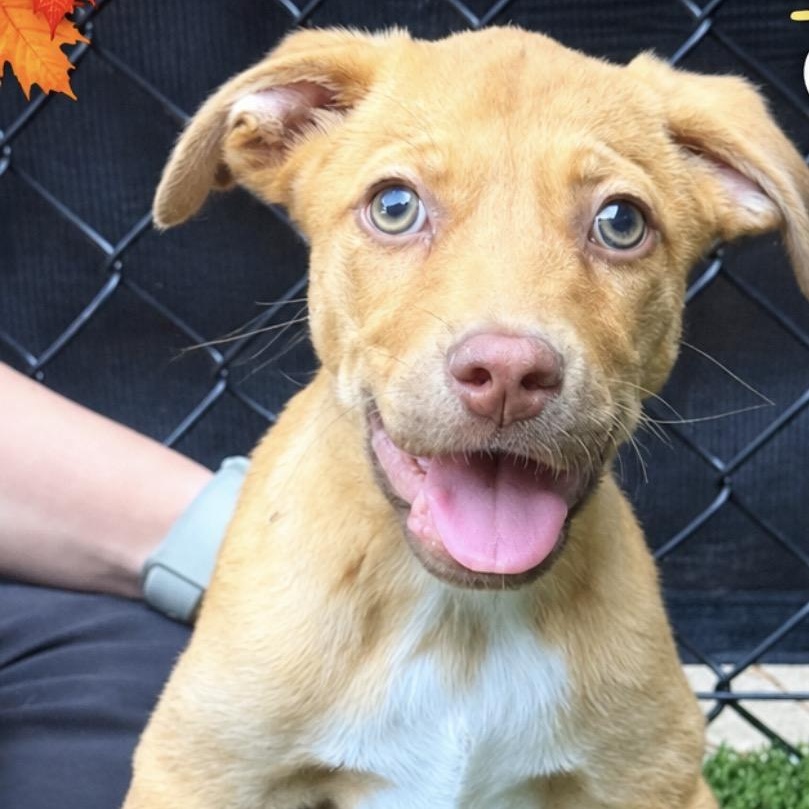 Terra, Adoptable, Puppy Female Retriever.