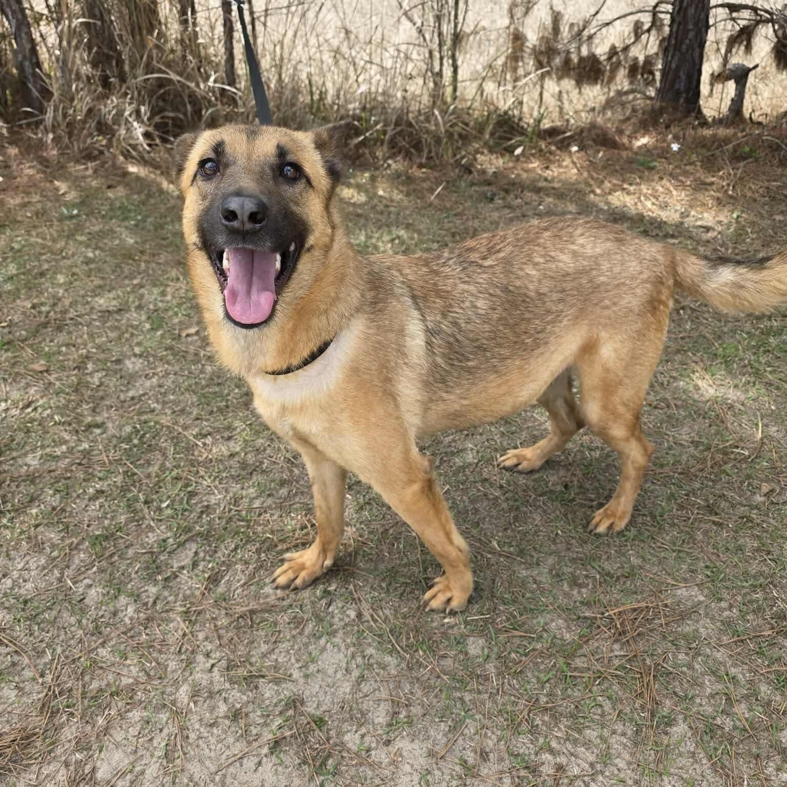 Enlarge Jan, an adopted mixed breed in Grand Rapids, MI image 1/6