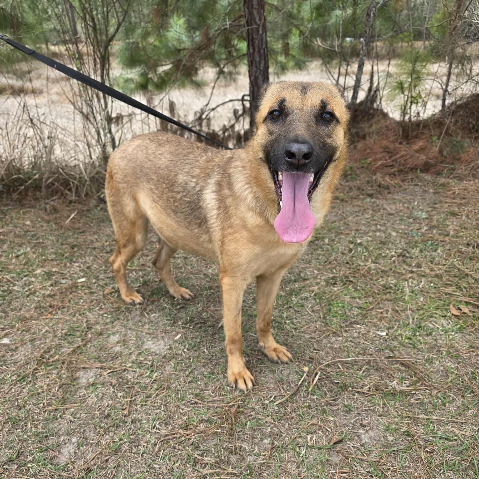 Enlarge Jan, an adopted mixed breed in Grand Rapids, MI image 6/6