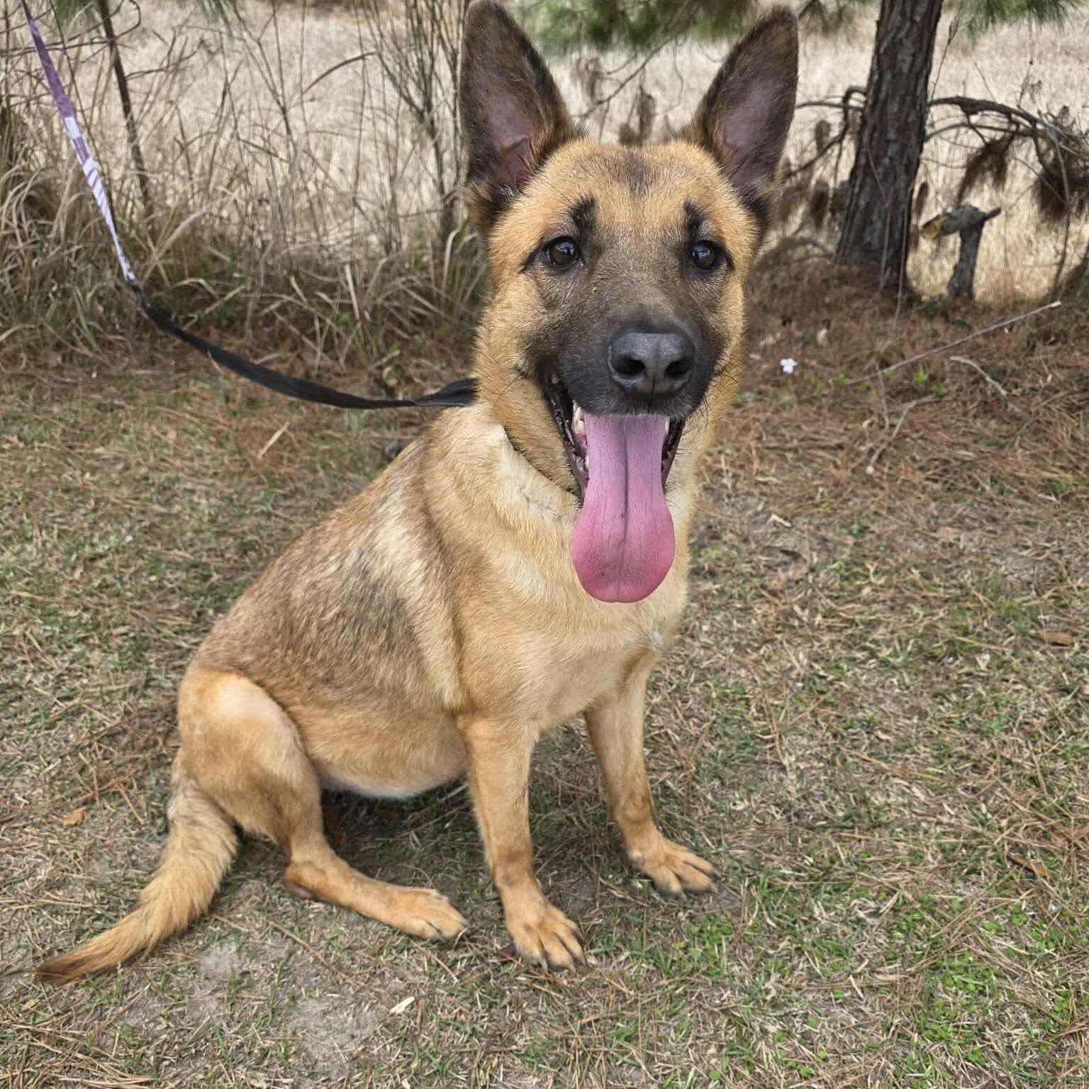 Enlarge Jan, an adopted mixed breed in Grand Rapids, MI image 3/6