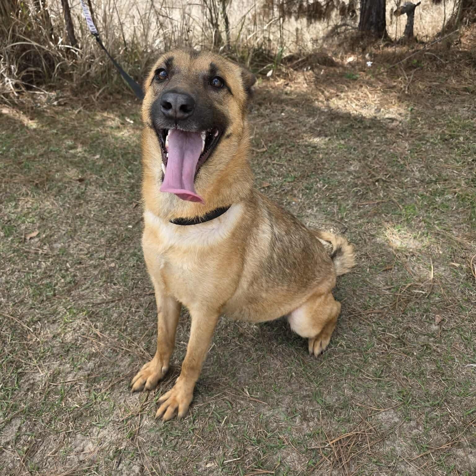 Enlarge Jan, an adopted mixed breed in Grand Rapids, MI image 5/6