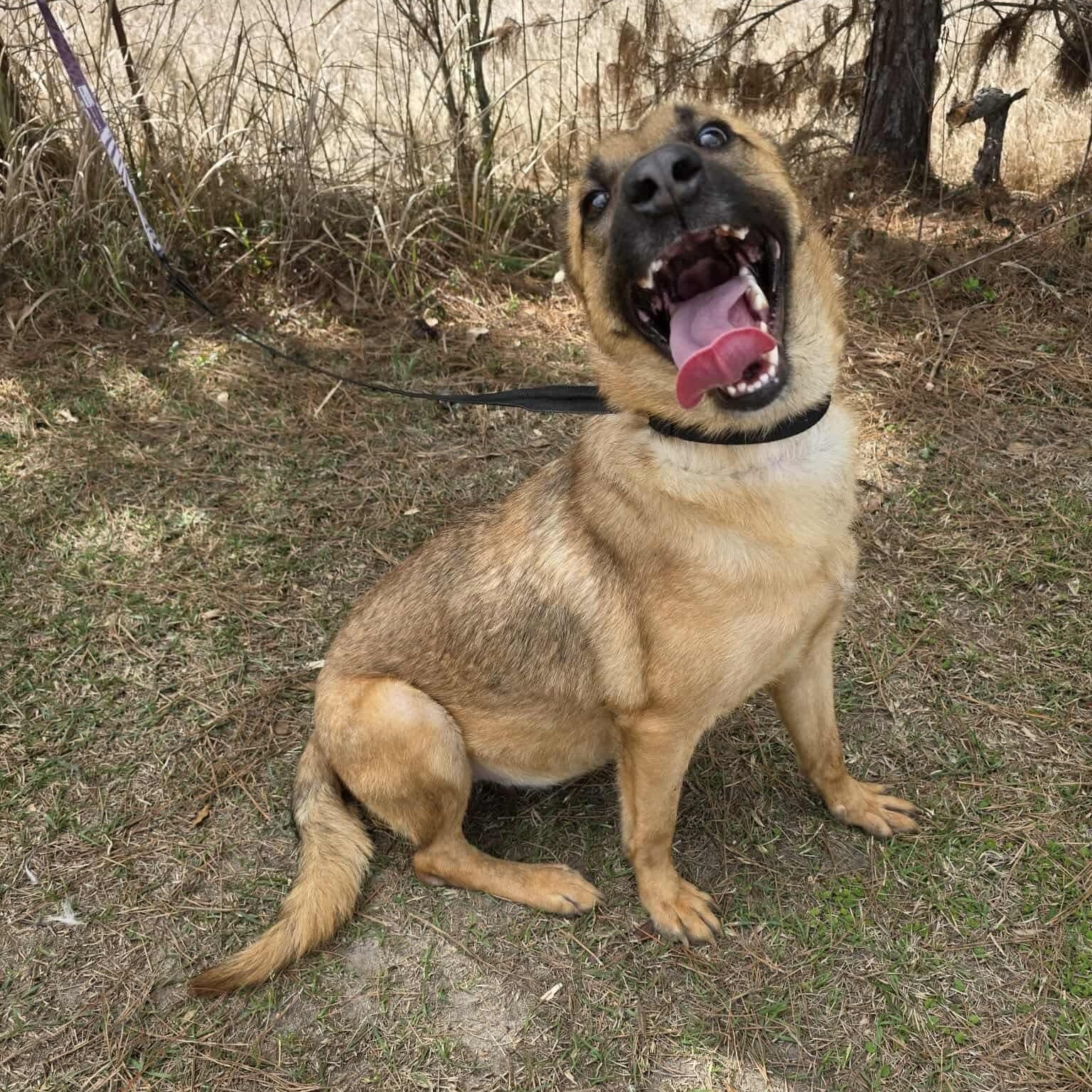 Enlarge Jan, an adopted mixed breed in Grand Rapids, MI image 2/6