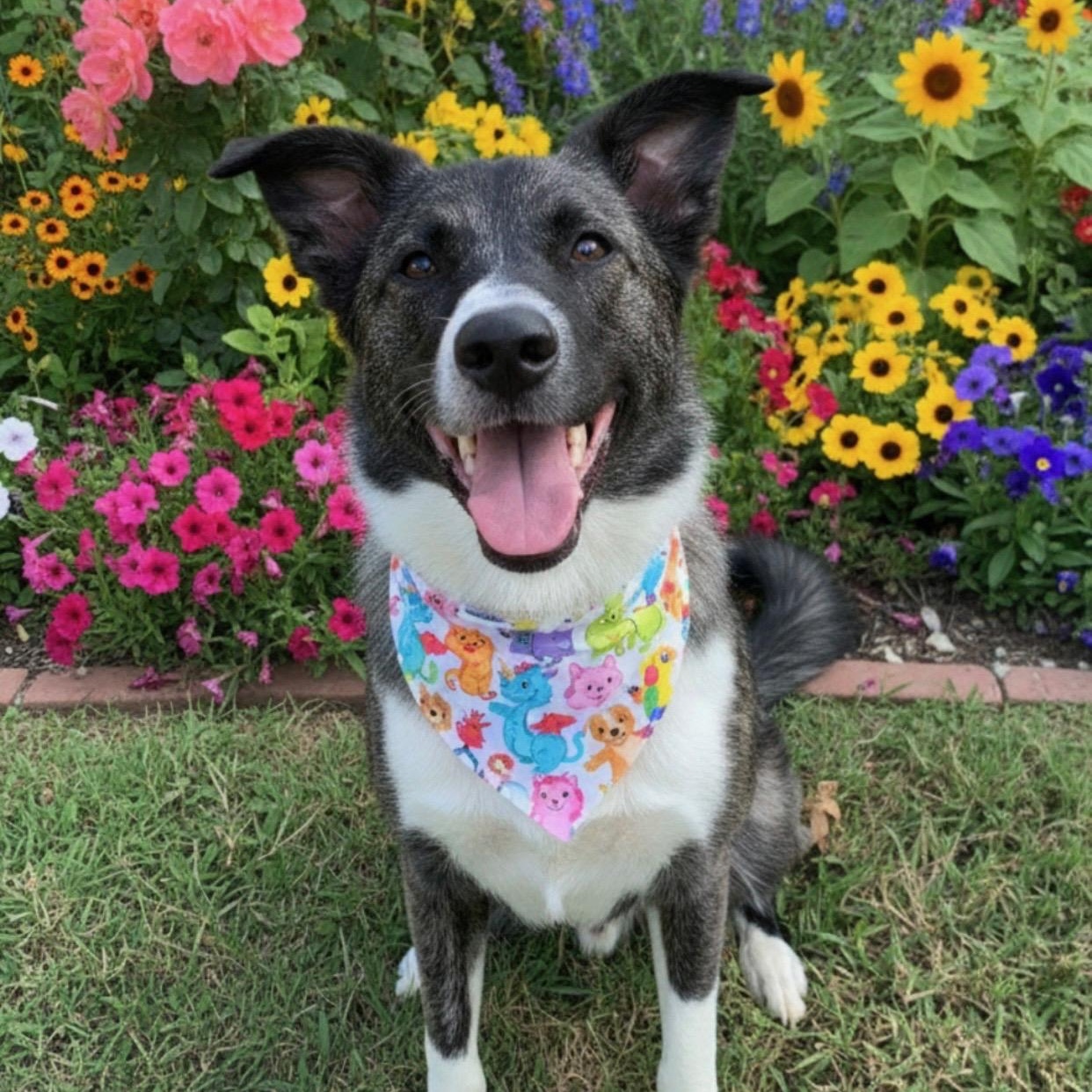 NALA aka SWEETIE (Sweet, Loving, Kind, Dogs, Kids, People-Fostering in Cornville, ME)